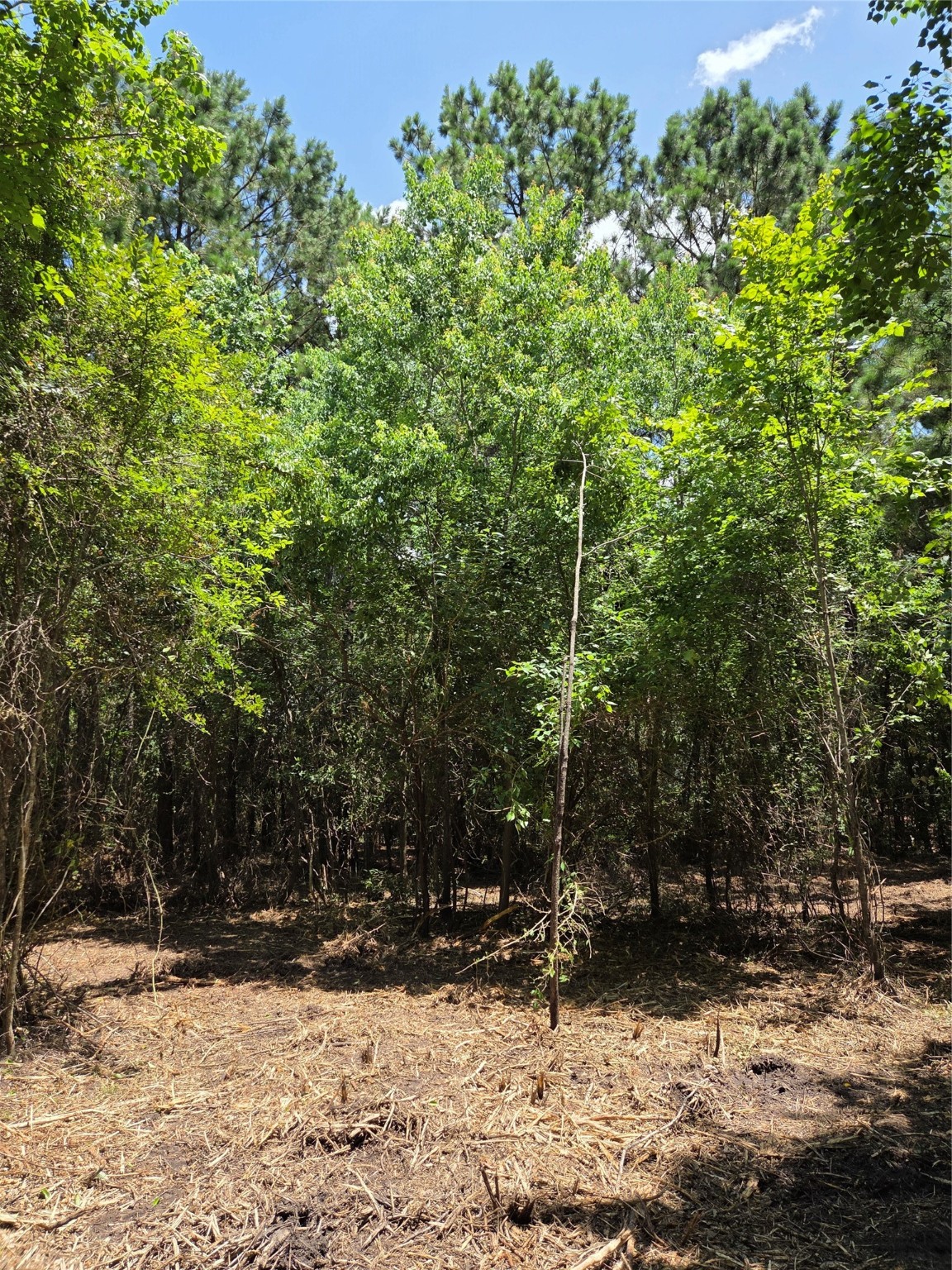 ~10.61 Acres Johnson Rd Property Photo 4