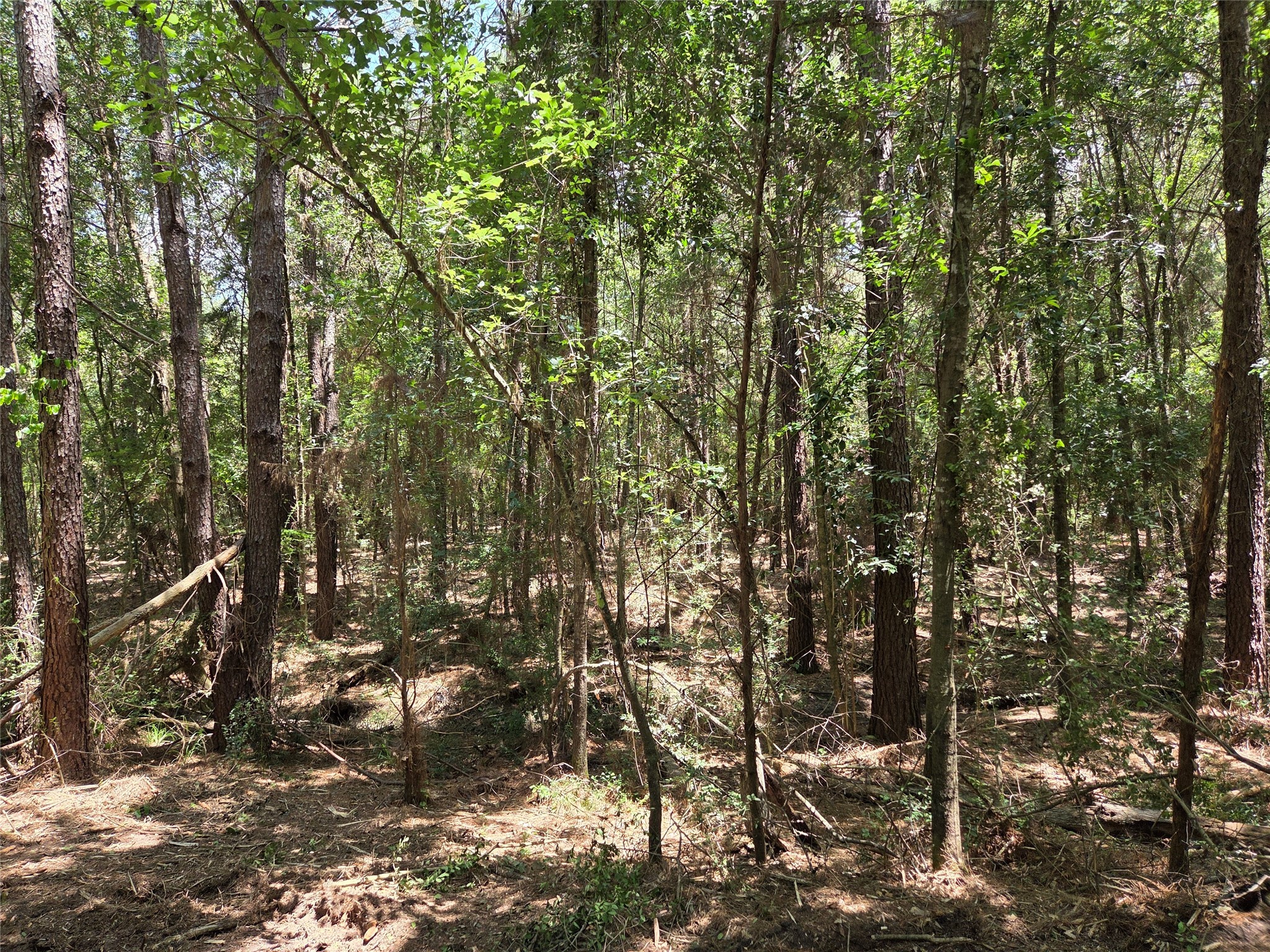 ~10.61 Acres Johnson Rd Property Photo 5