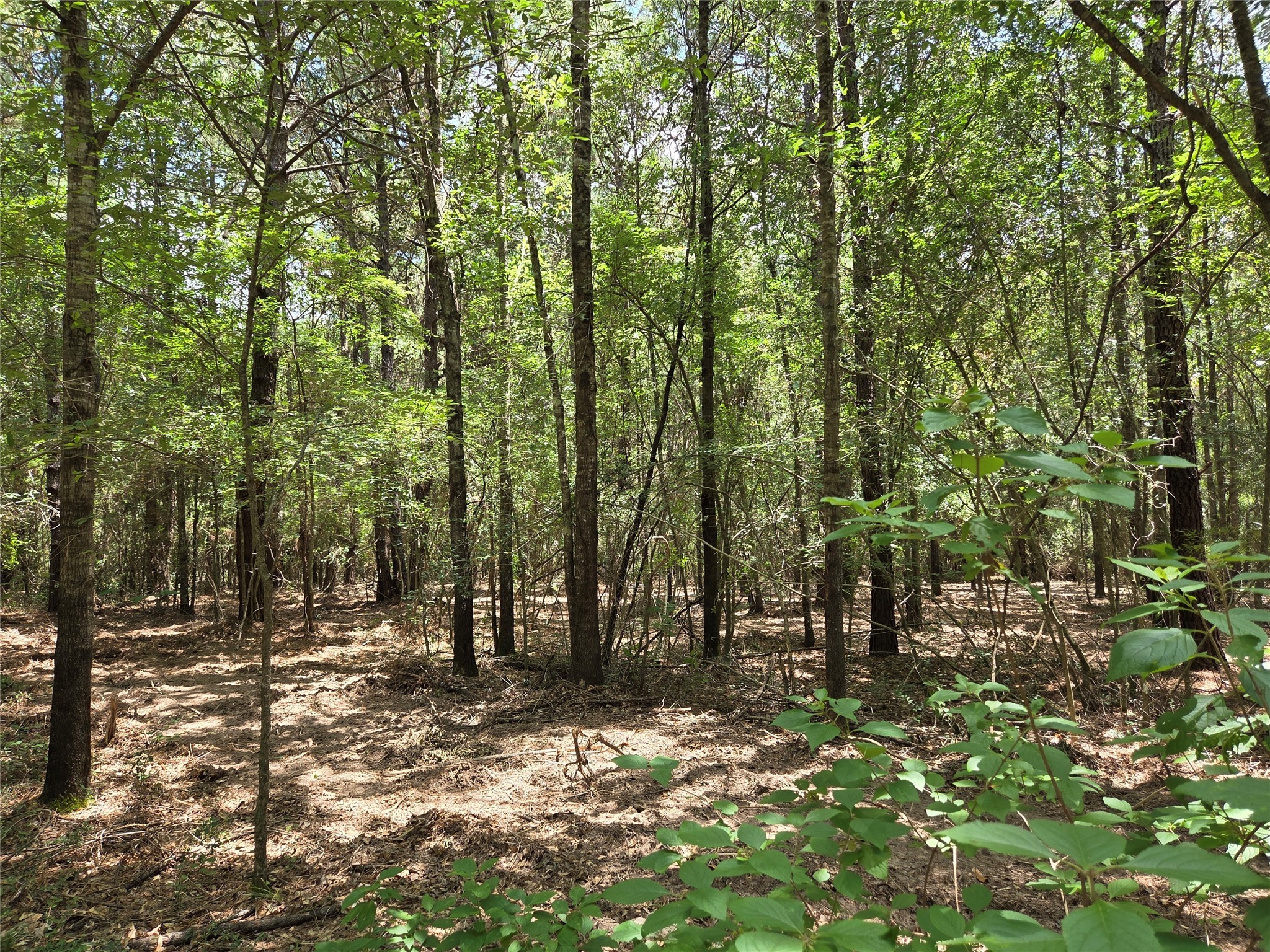 ~10.61 Acres Johnson Rd Property Photo 10