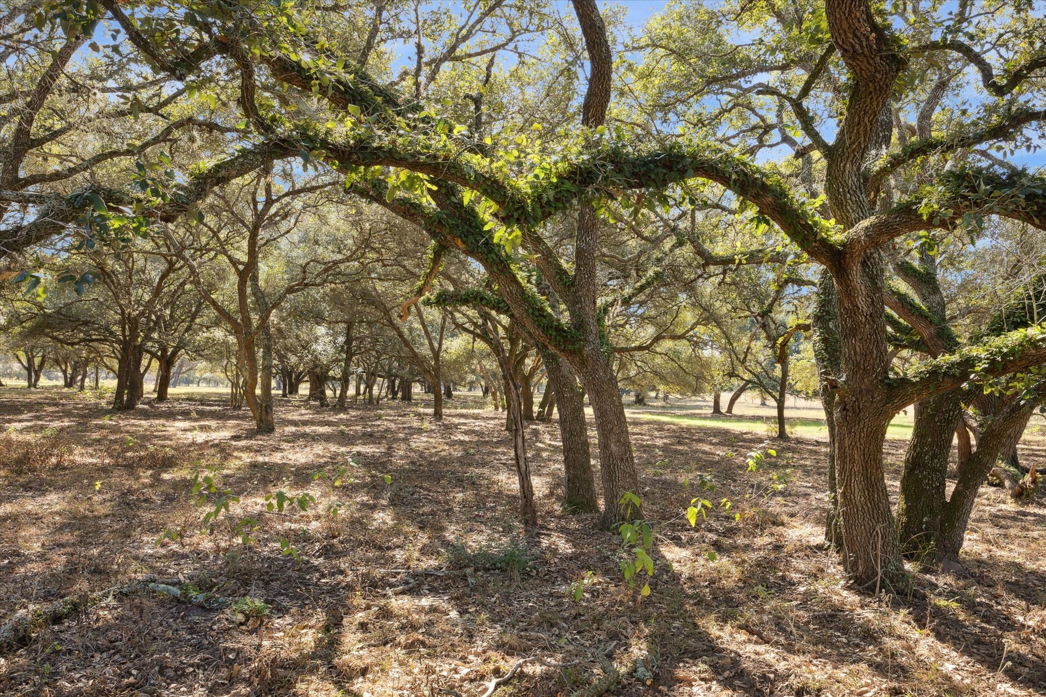 000 Koeppens Trail Property Photo 15