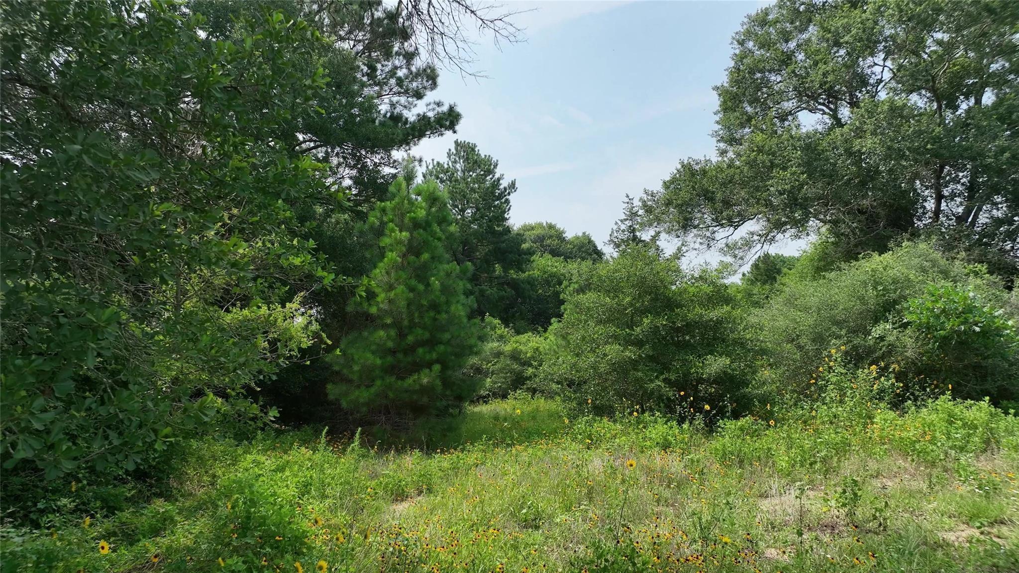 636 W Fisher Street, Bellville Tx 77418 Property Photo 14