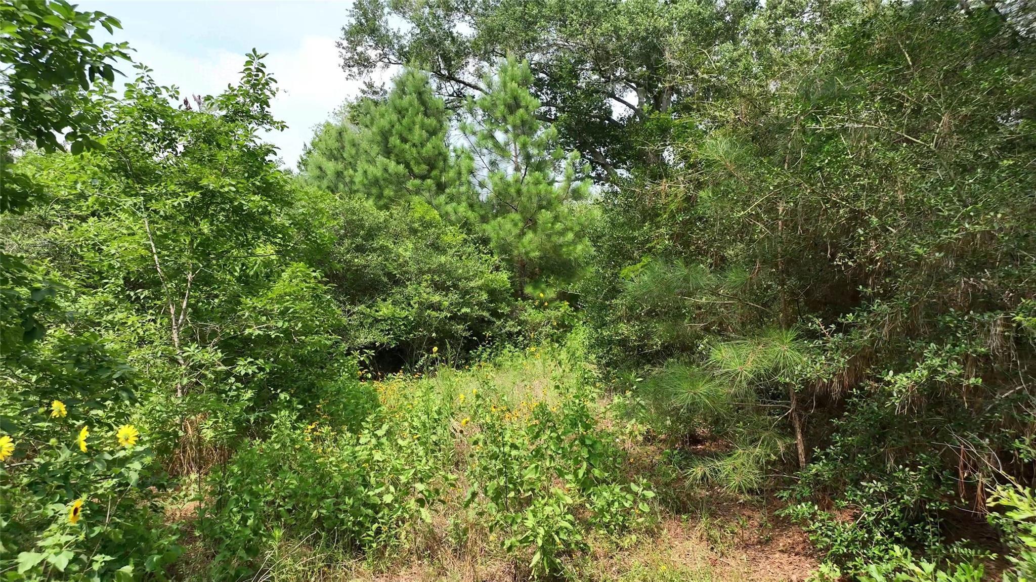 636 W Fisher Street, Bellville Tx 77418 Property Photo 15