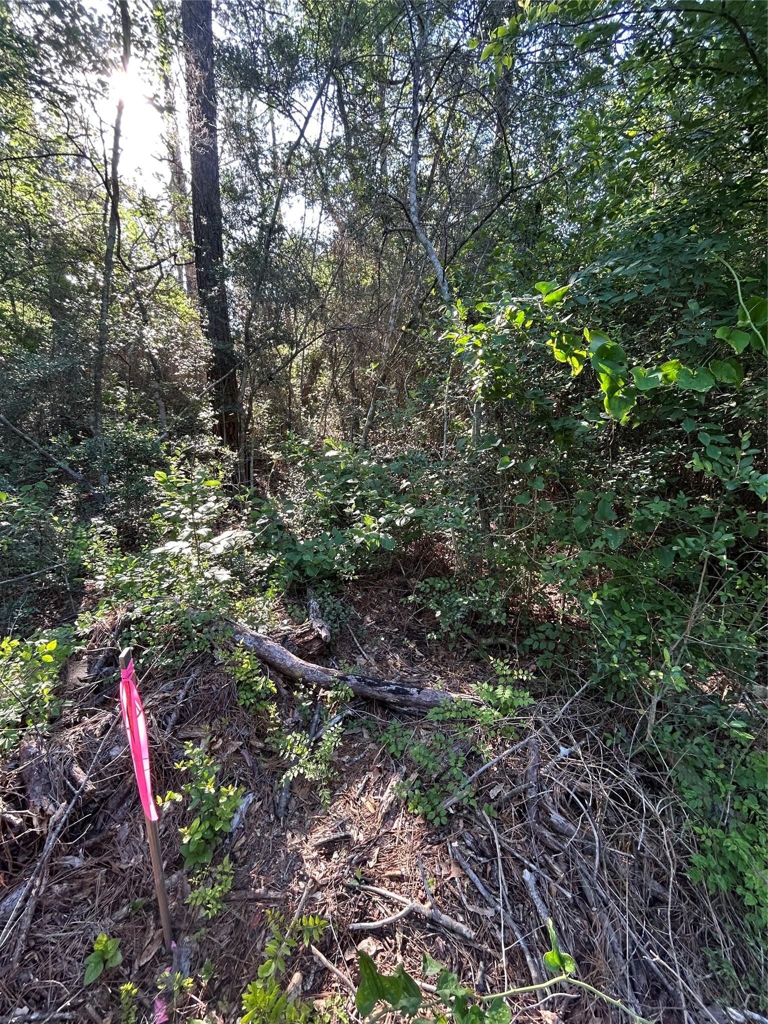 Tbd White Oak Drive Property Photo 5