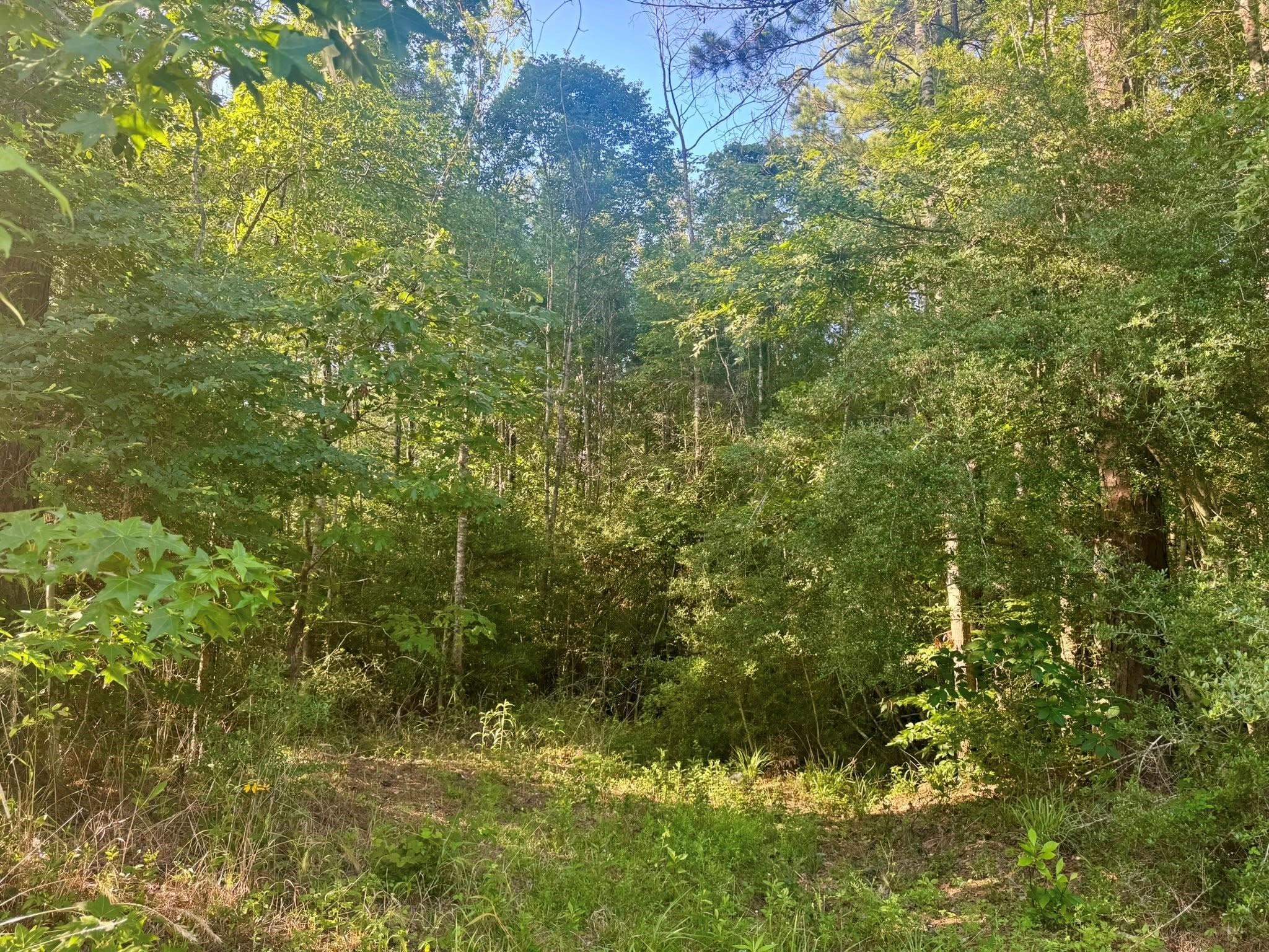 Tbd County Road 1039, Burkeville Tx 75932 Property Photo 1