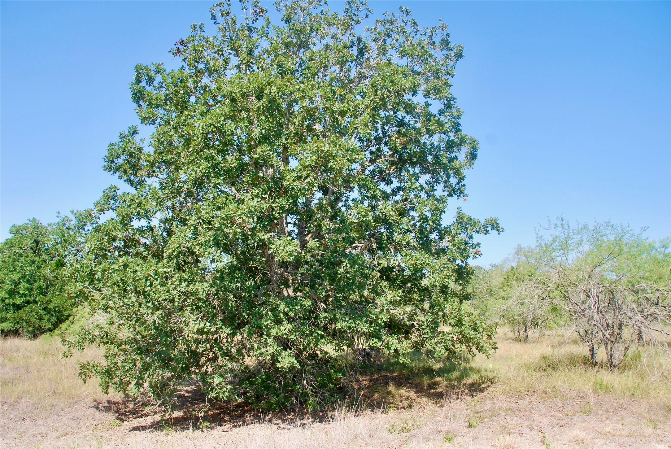 Tbd Cr 426 Property Photo 29