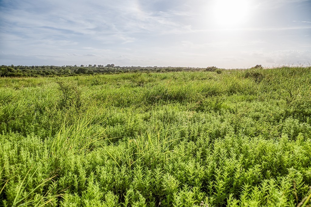 Lot 9 Hargrove Lane Property Photo 12