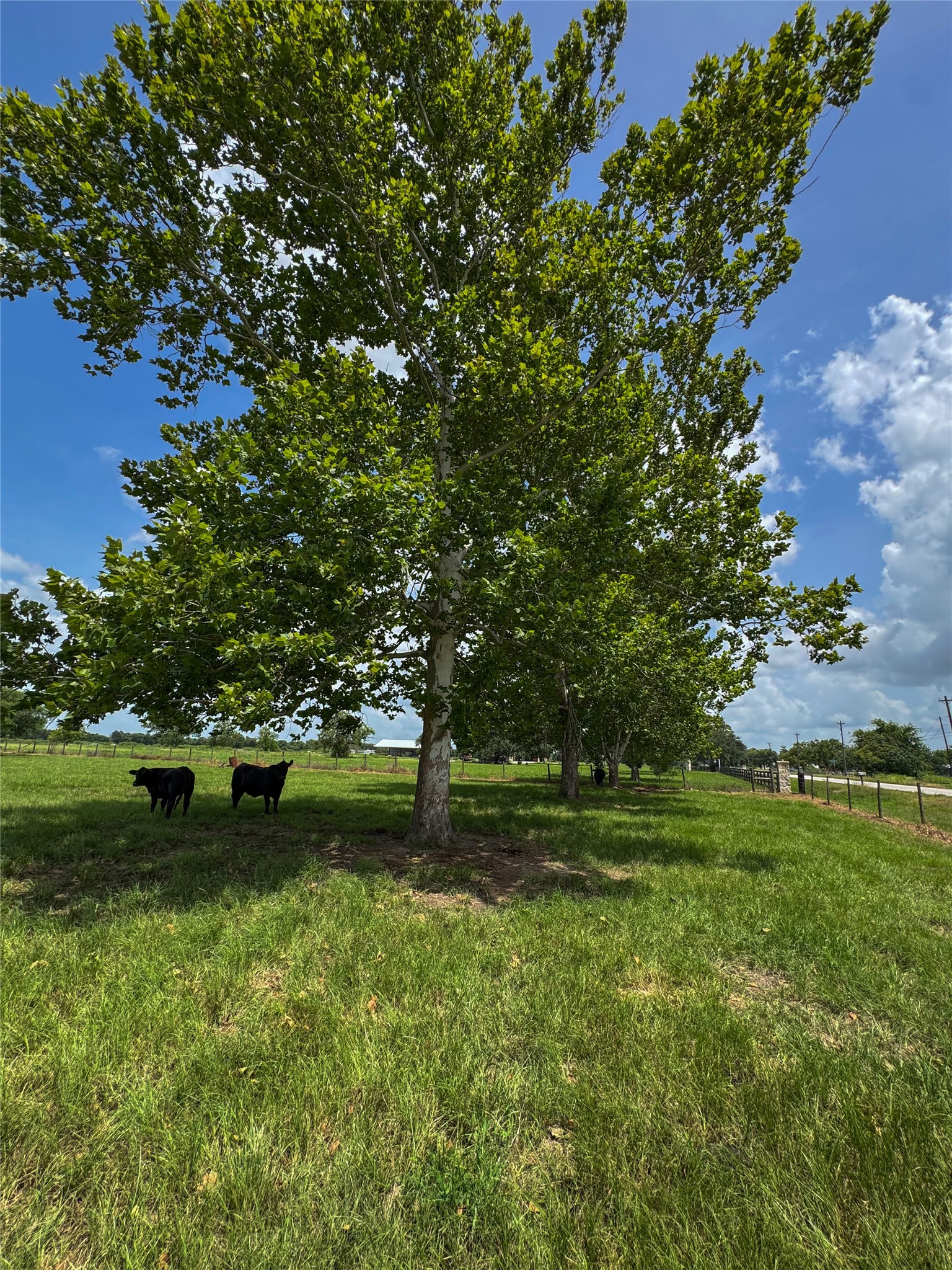 Tract 1 Foster School Road Property Photo 20