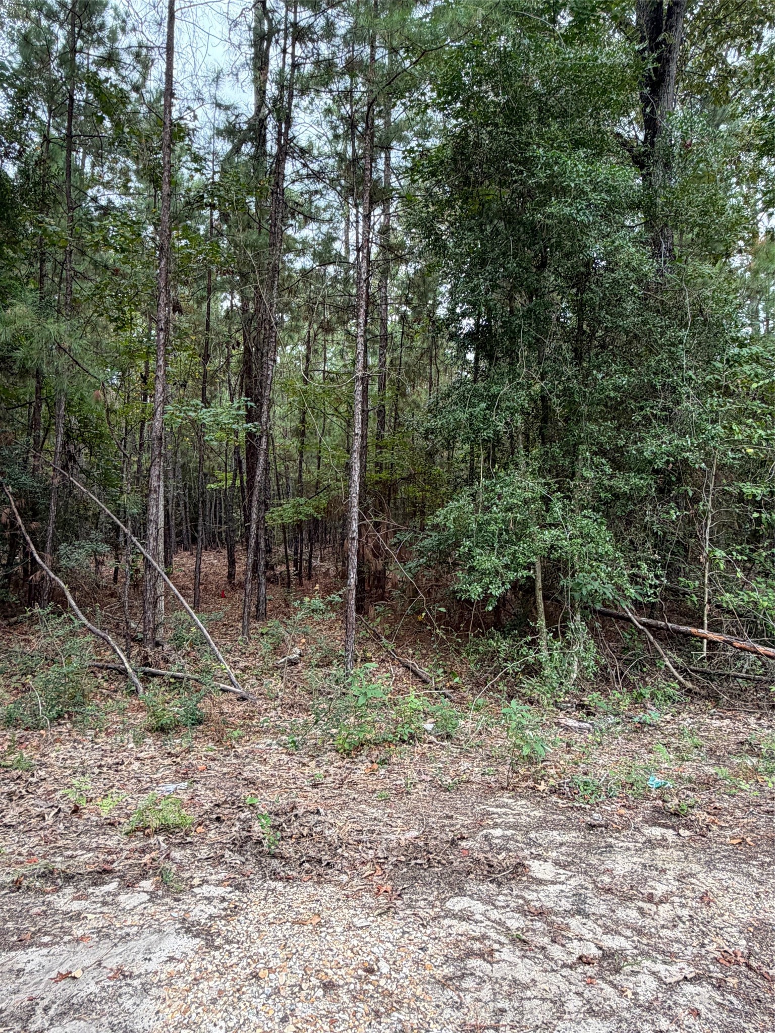 000 Deergrass Drive Property Photo 4