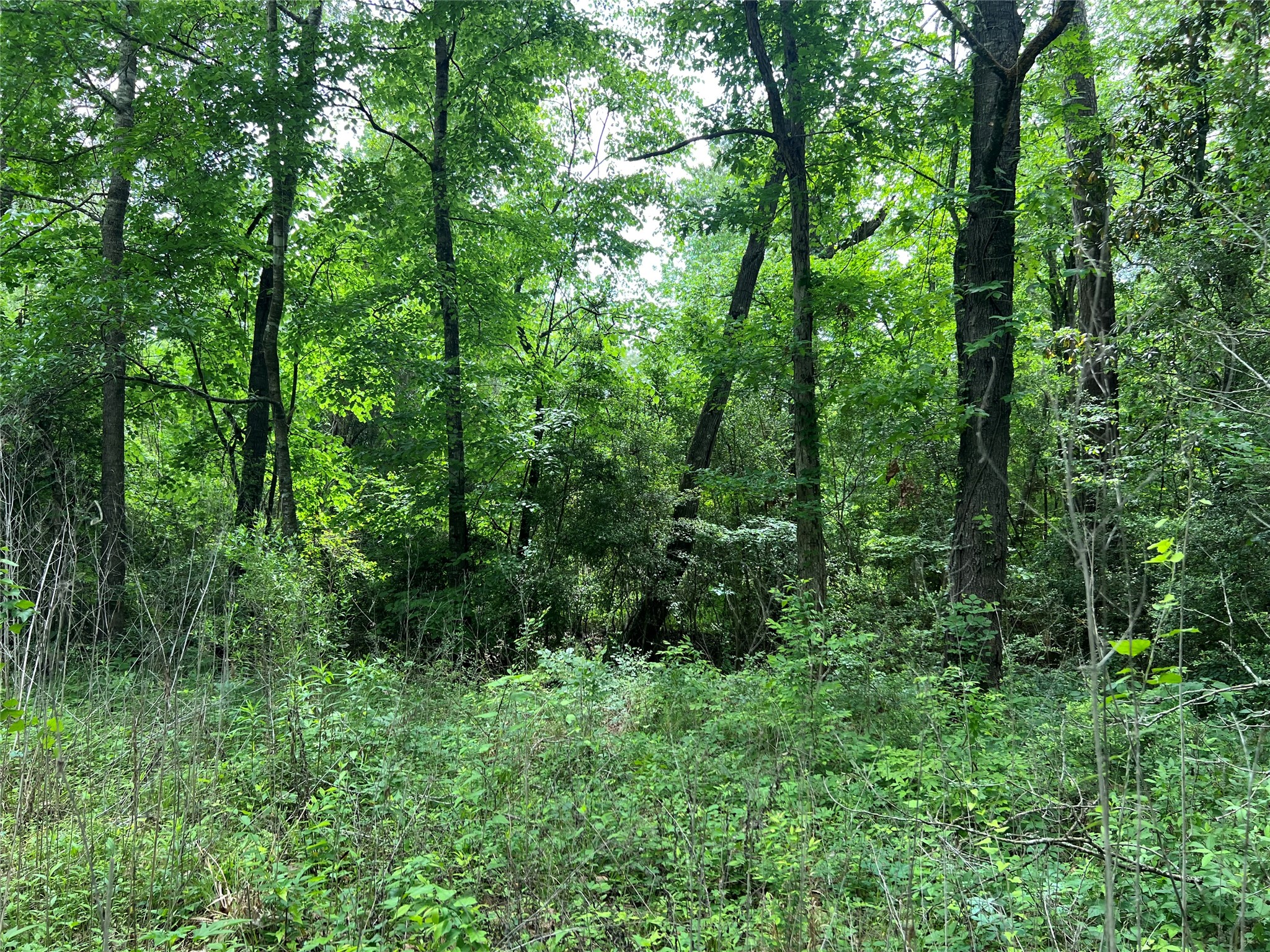 Tbd Lot 22 Forester Property Photo