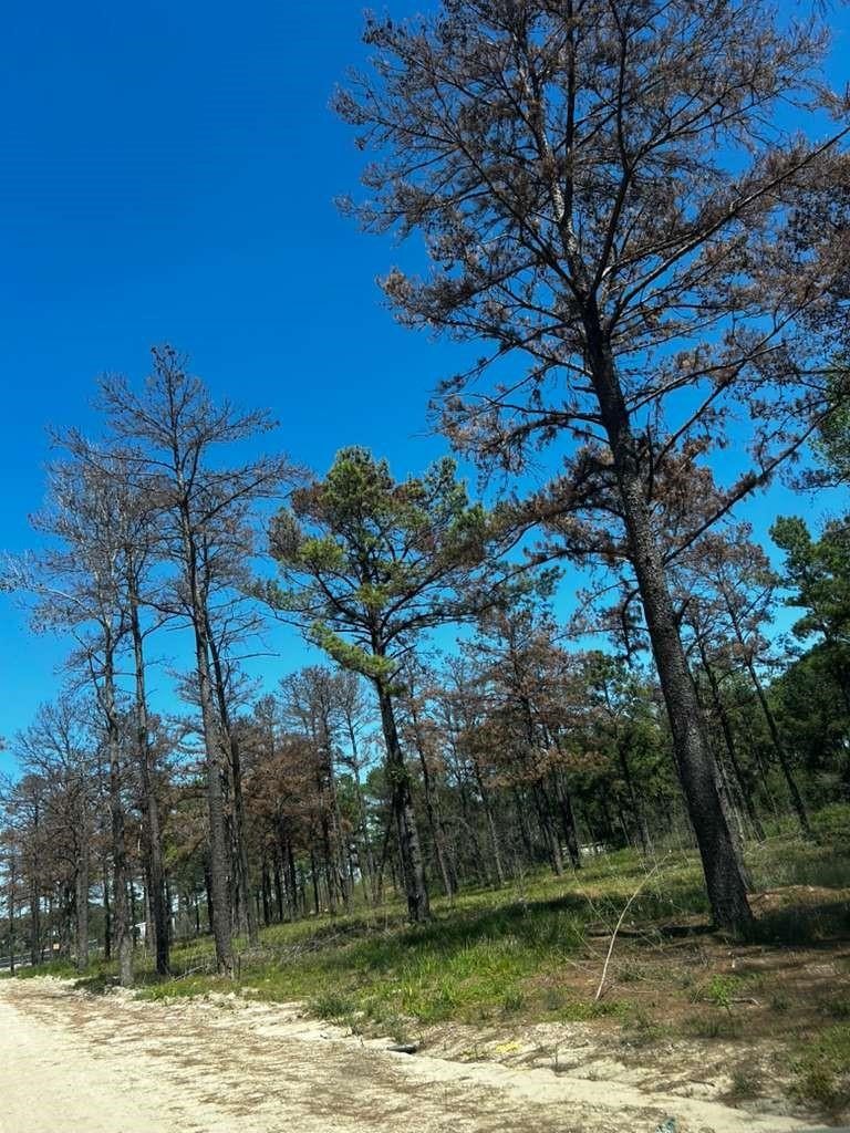 0 Hardy Toll Road Property Photo 4