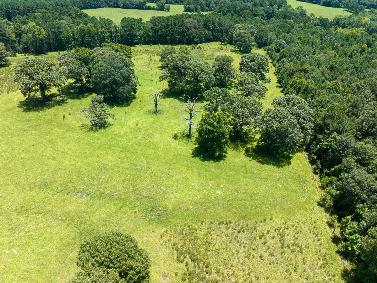 Tbd Live Oak Court Property Photo 6
