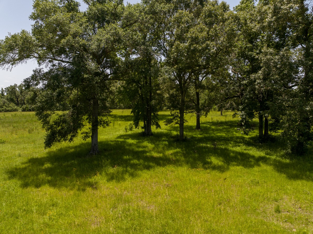 Tbd Live Oak Court Property Photo 10