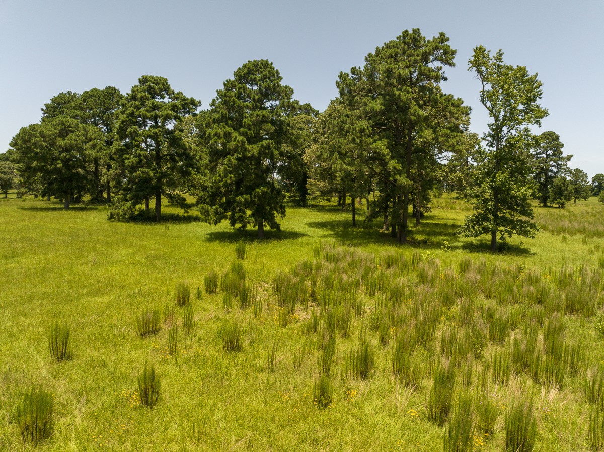 Tbd Live Oak Court Property Photo 12