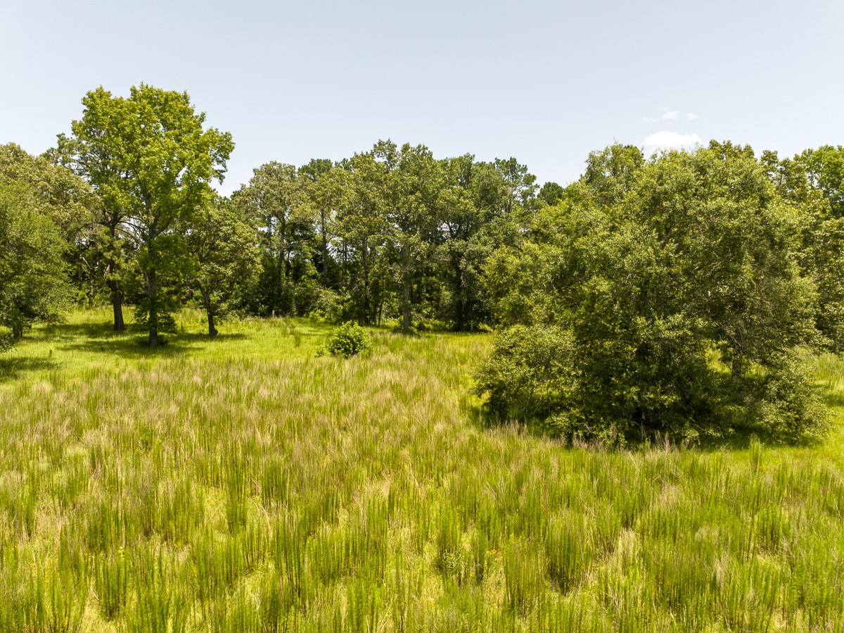 Tbd Live Oak Court Property Photo 13