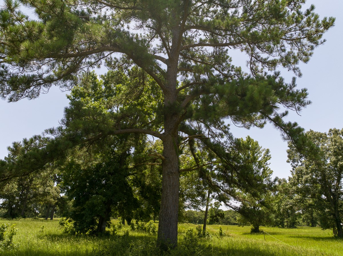 Tbd Live Oak Court Property Photo 19