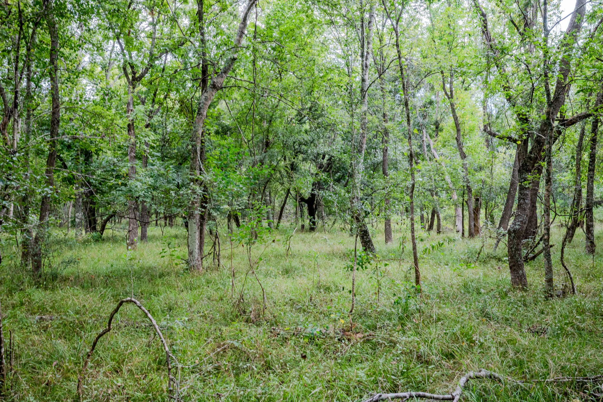 Tract 2 Charlie Meyer Road Property Photo 27