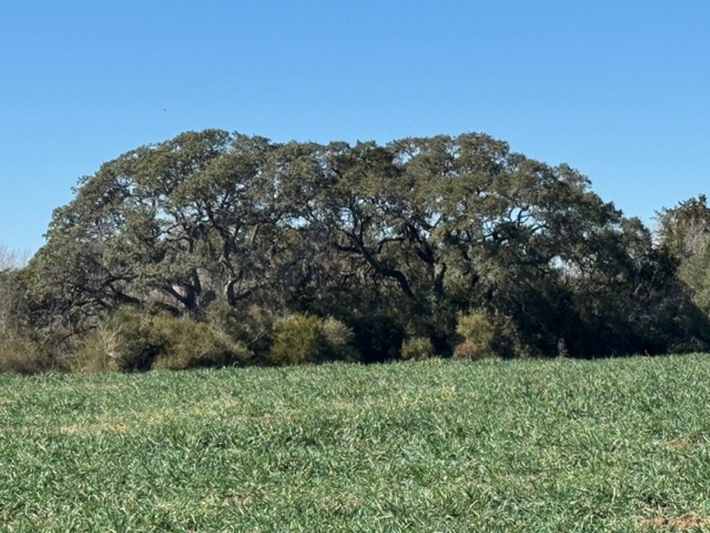 Tbd Wolters And Kainer Road Property Photo 17
