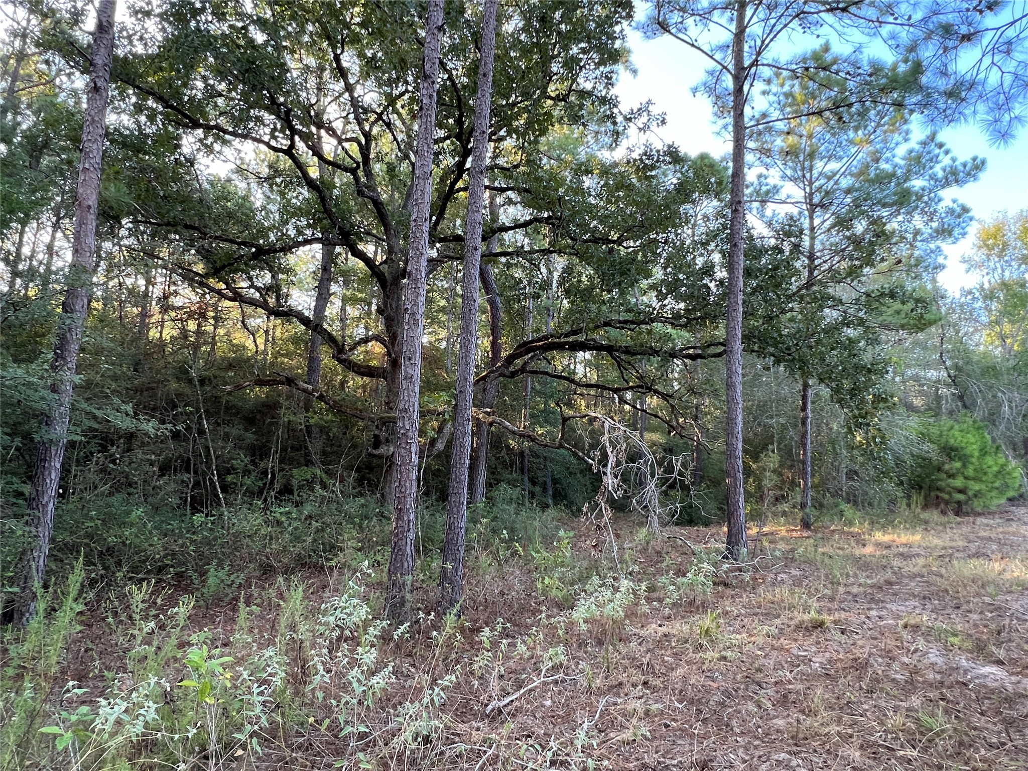 4604 Highway 105 E Property Photo 32