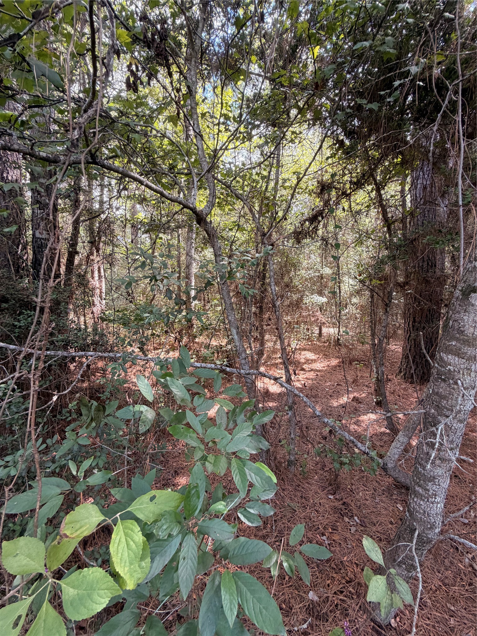 Tbd Handler Road Property Photo 7