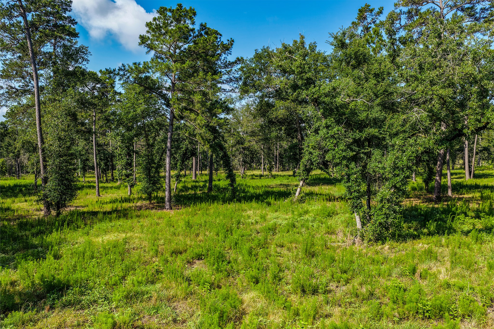 14.5 Acres Westview Drive Property Photo 6