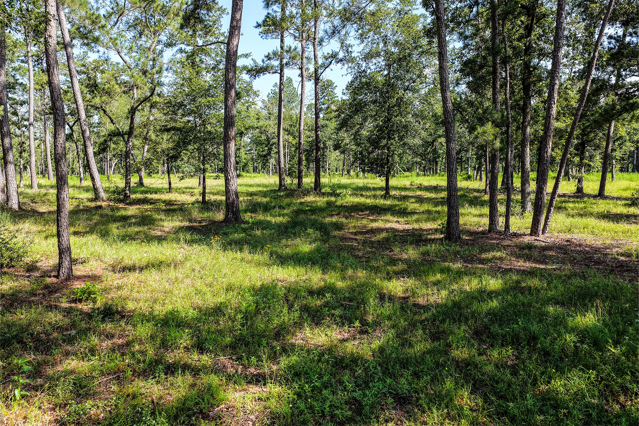 14.5 Acres Westview Drive Property Photo 24