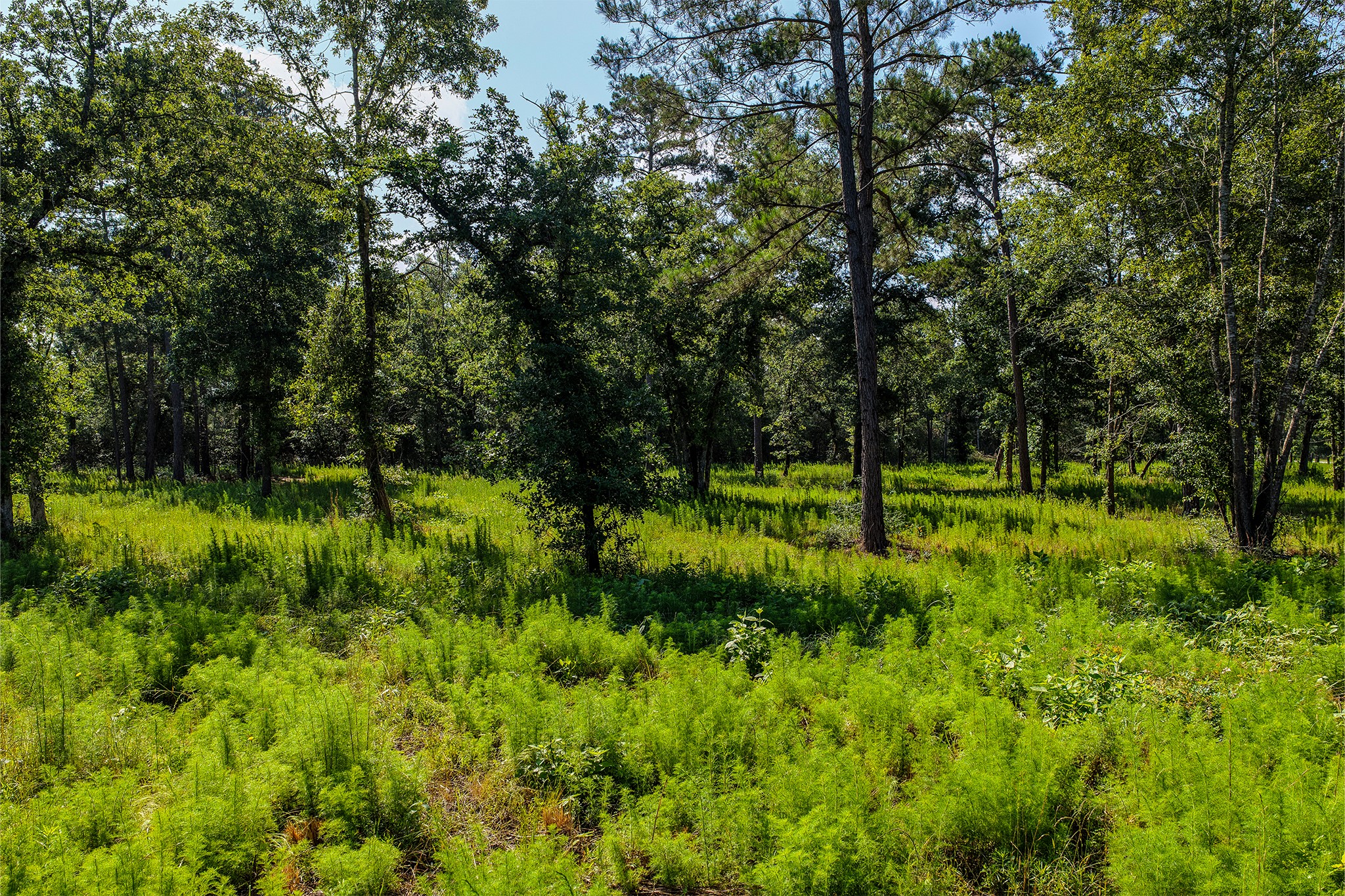 14.5 Acres Westview Drive Property Photo 35