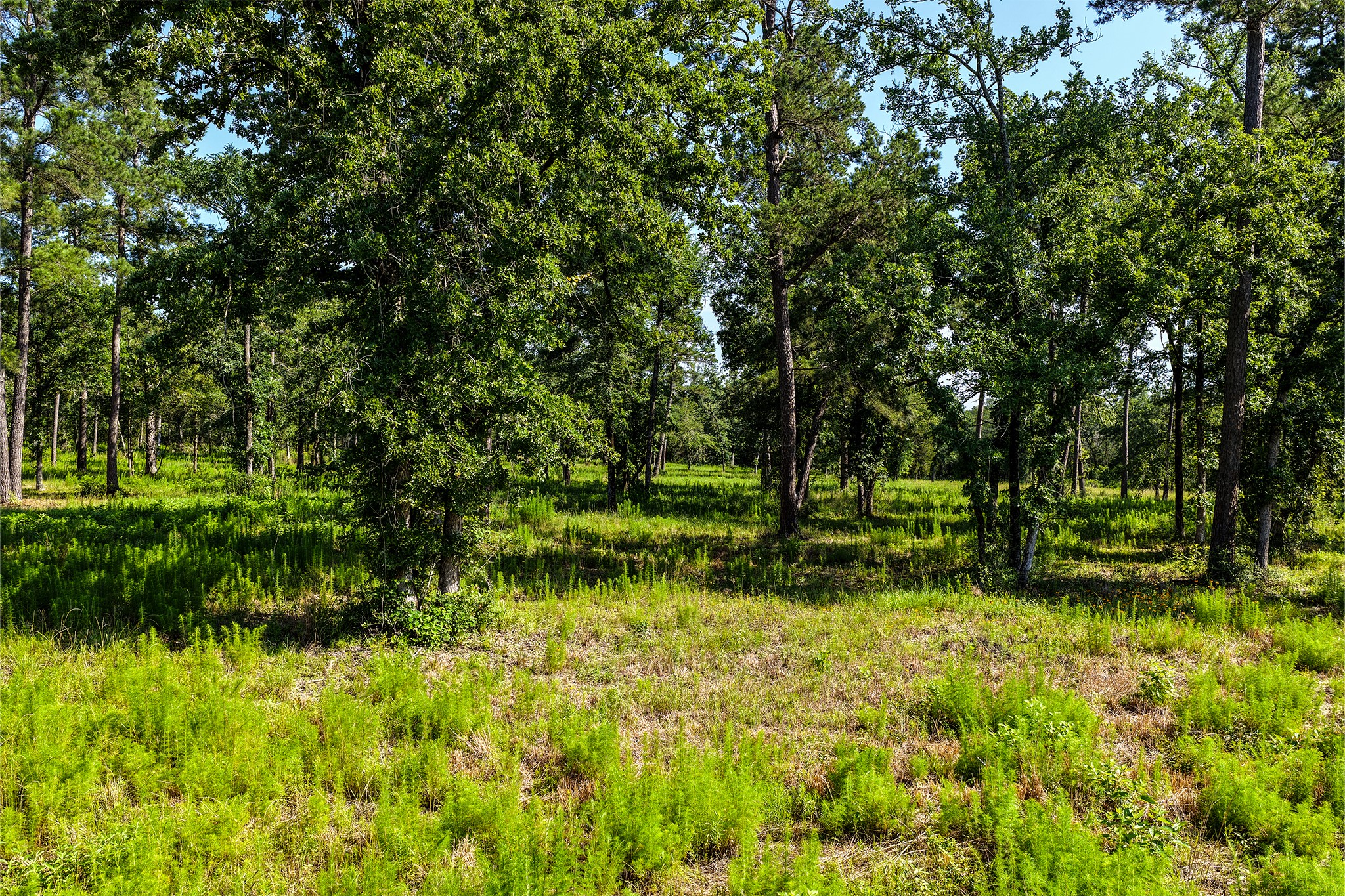 14.5 Acres Westview Drive Property Photo 36