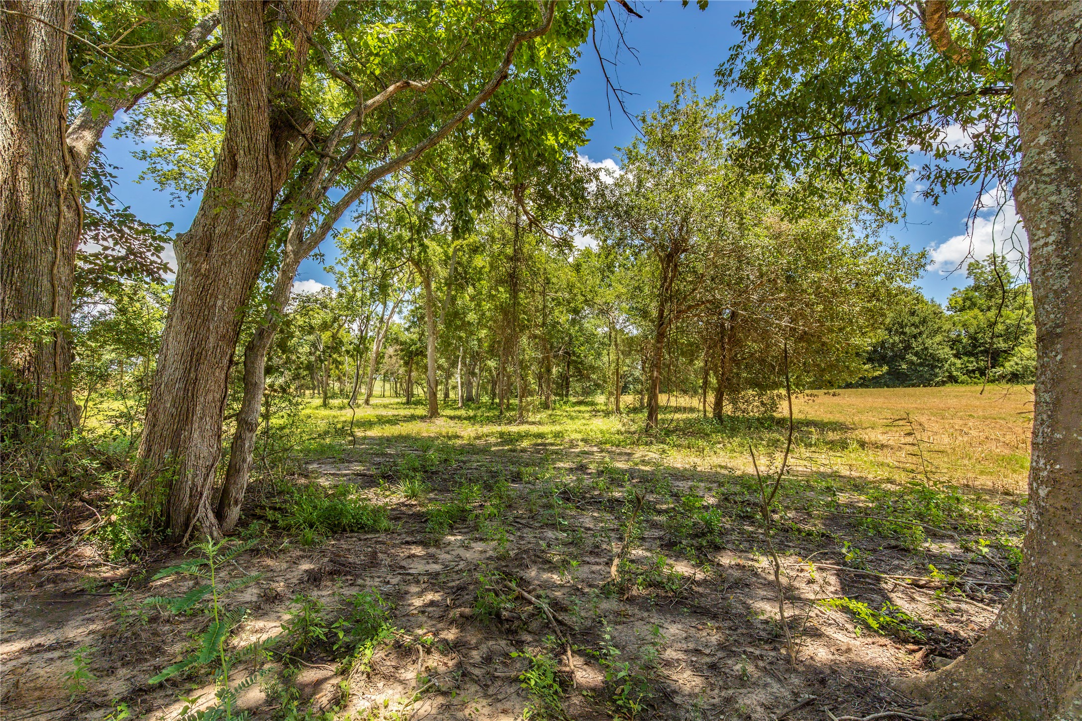 Tbd Lynn Road Property Photo 11