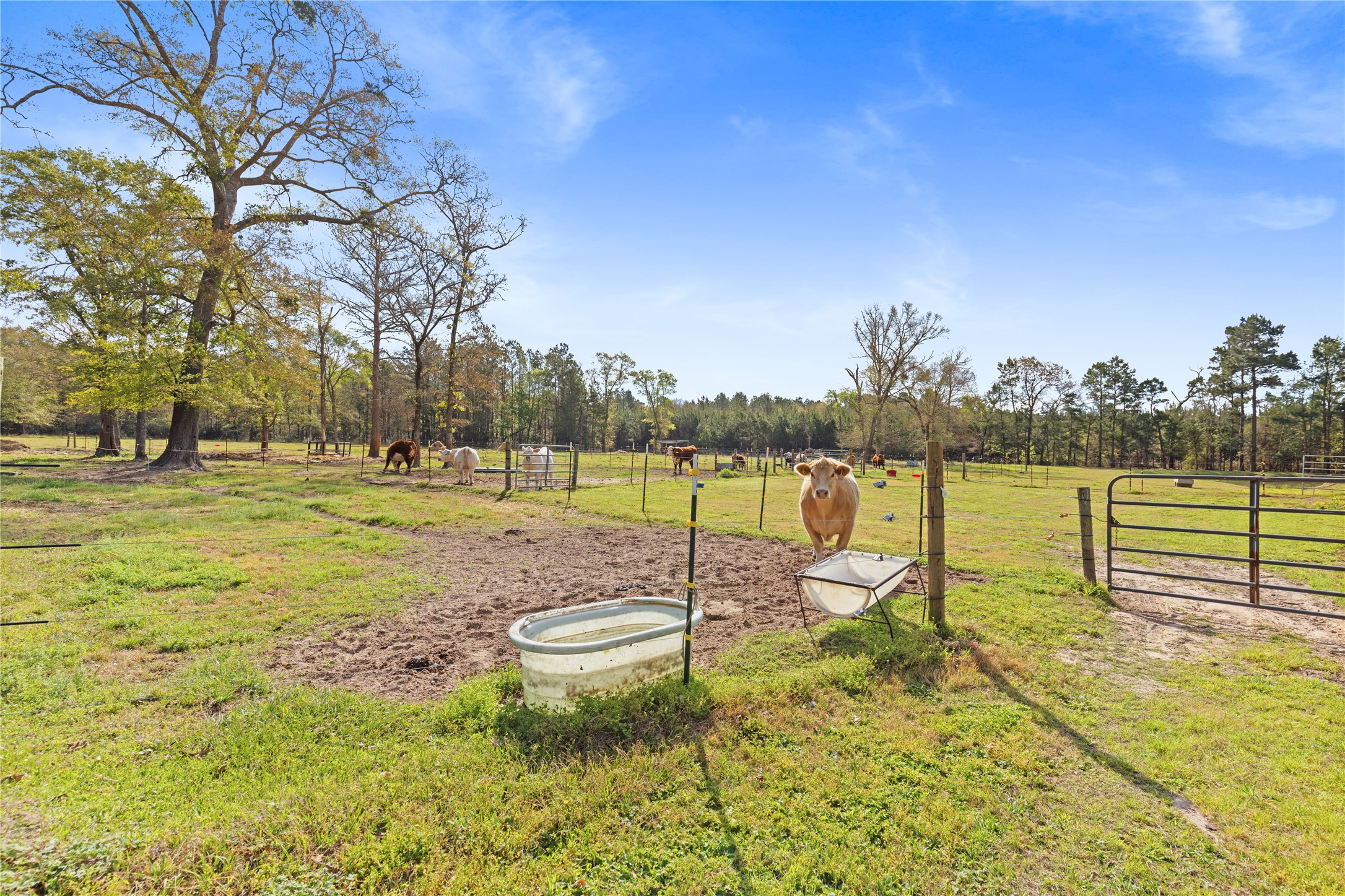 110 Southwood Forest Road Property Photo 42