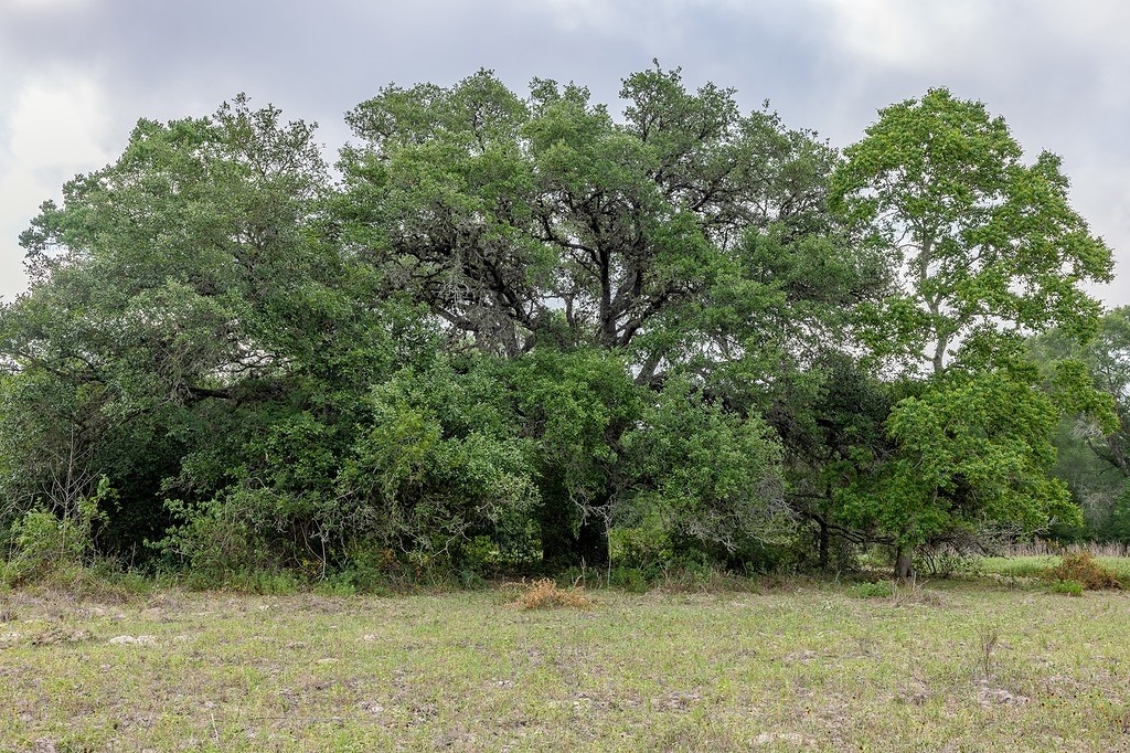 Tbd County Road 132 Property Photo 4