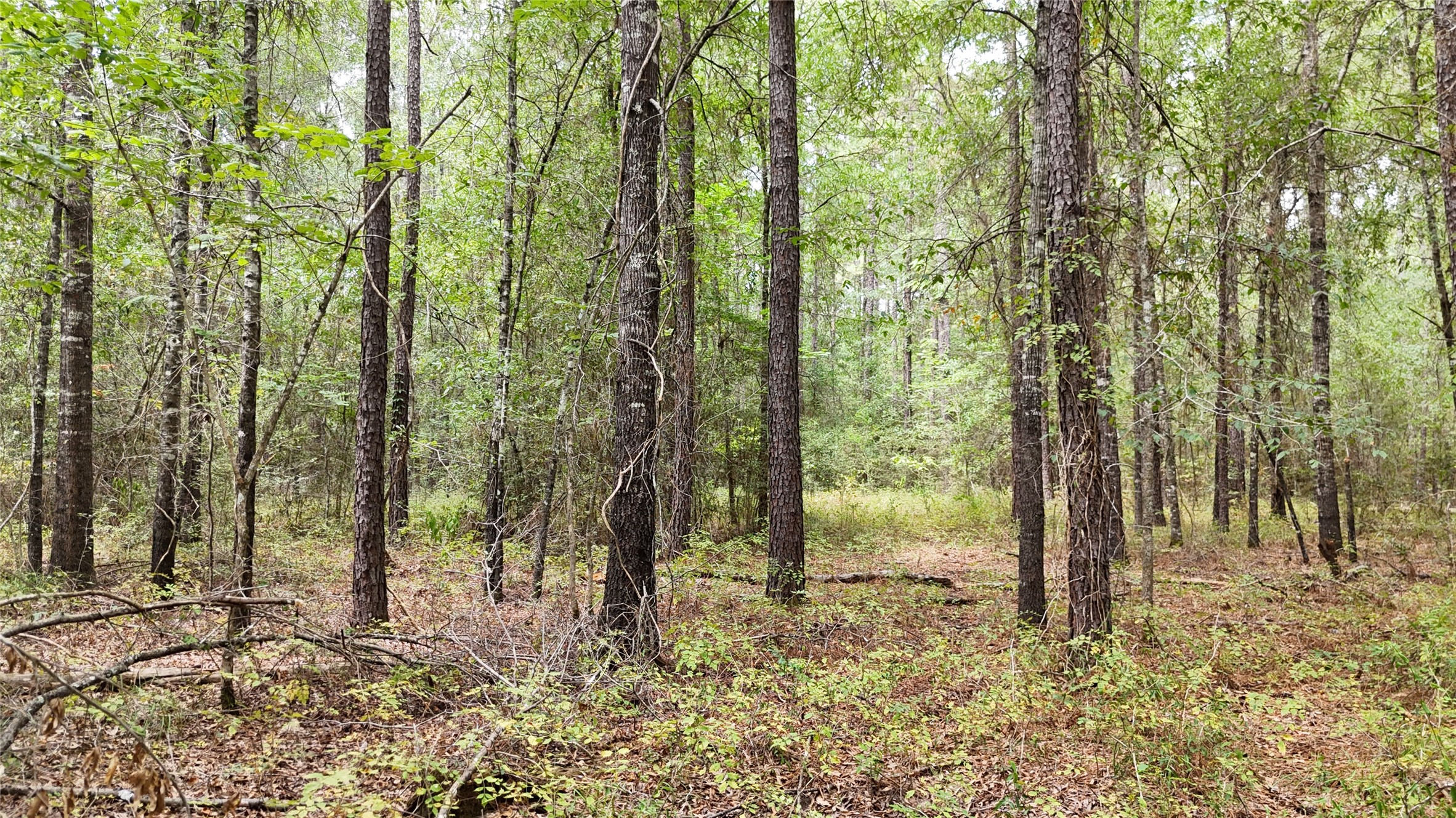 Tbd Douglas Nugent Road Property Photo 11