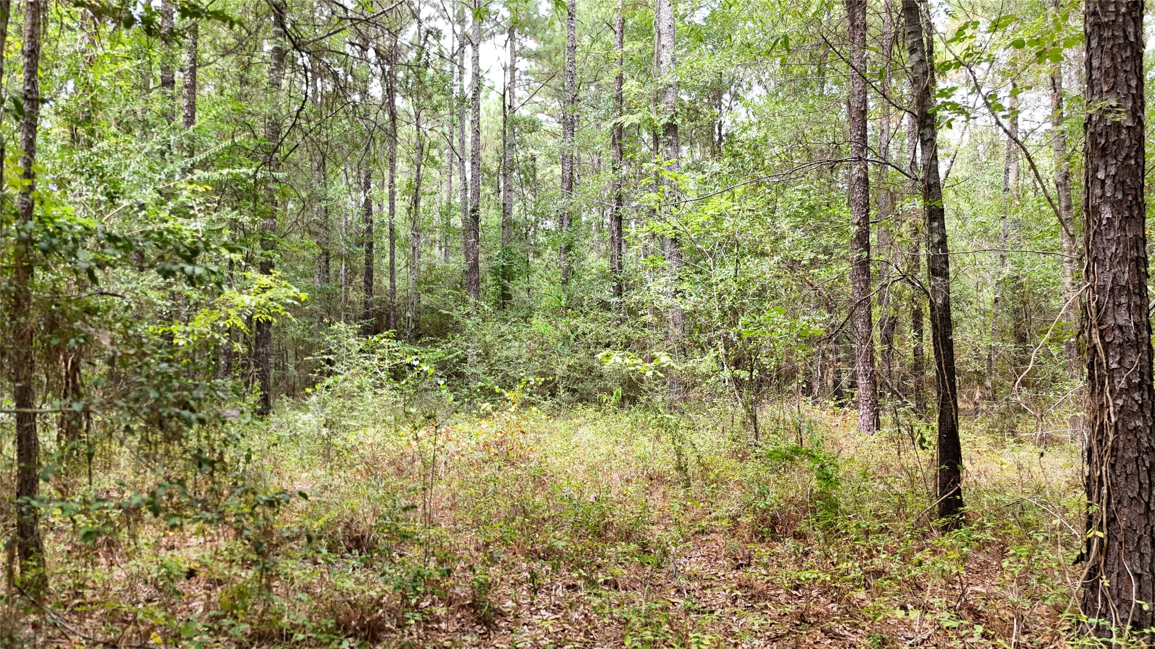 Tbd Douglas Nugent Road Property Photo 12