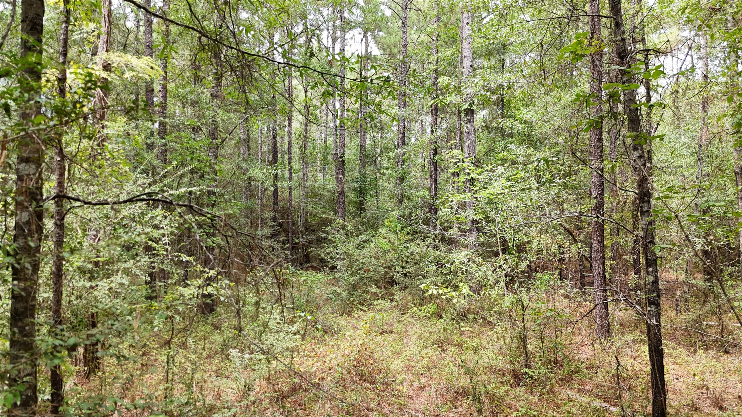 Tbd Douglas Nugent Road Property Photo 13