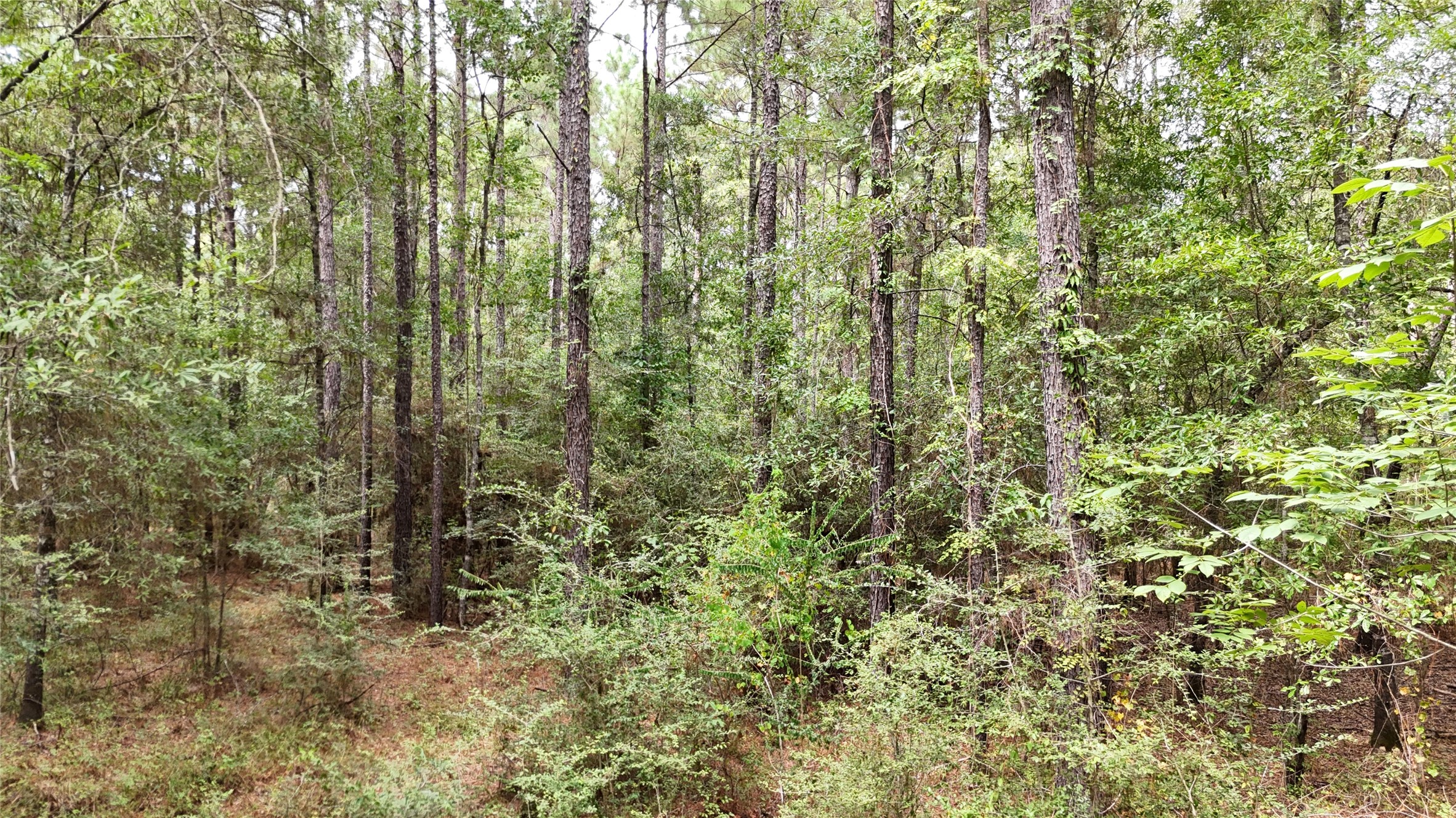 Tbd Douglas Nugent Road Property Photo 14