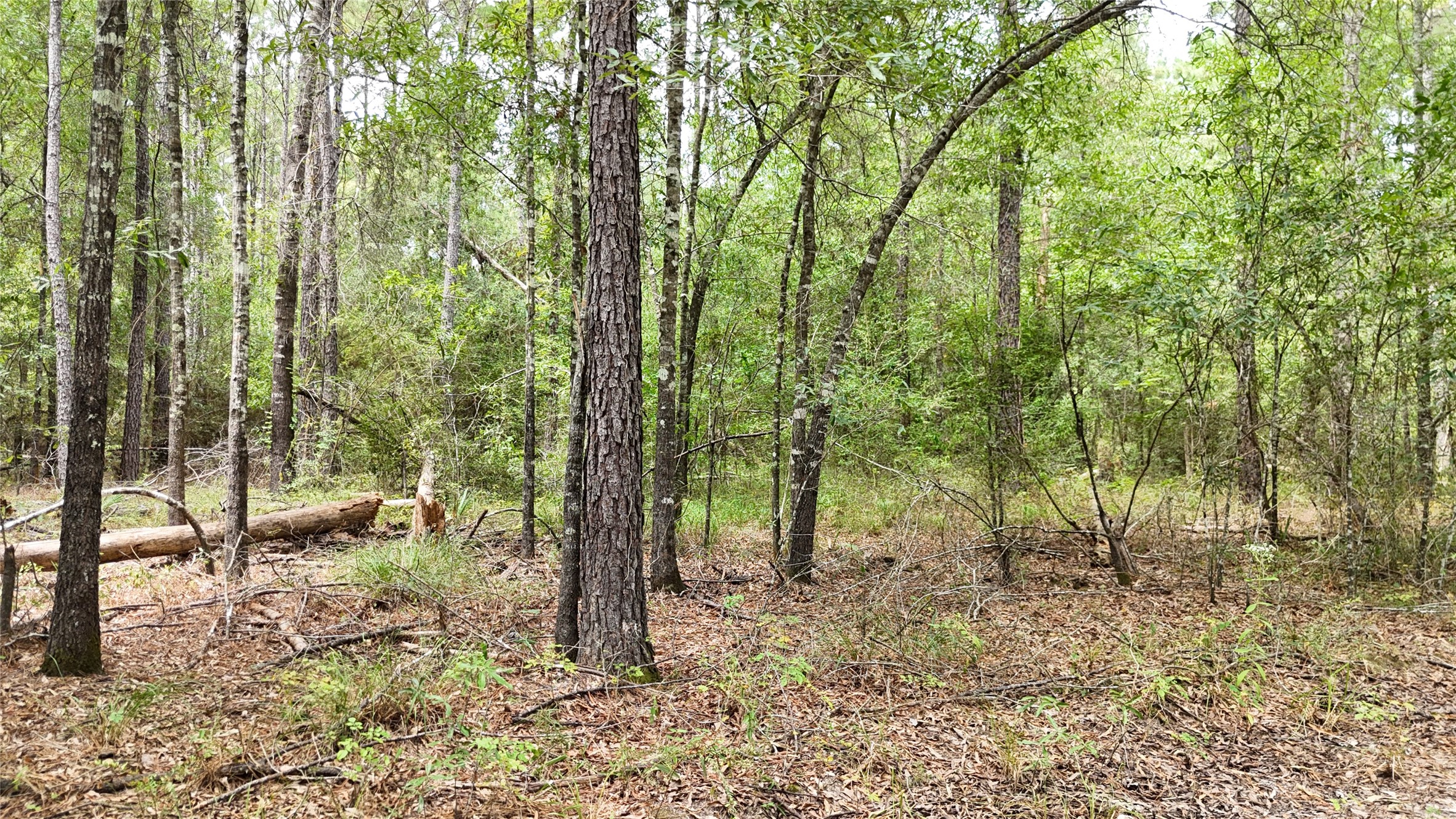 Tbd Douglas Nugent Road Property Photo 16