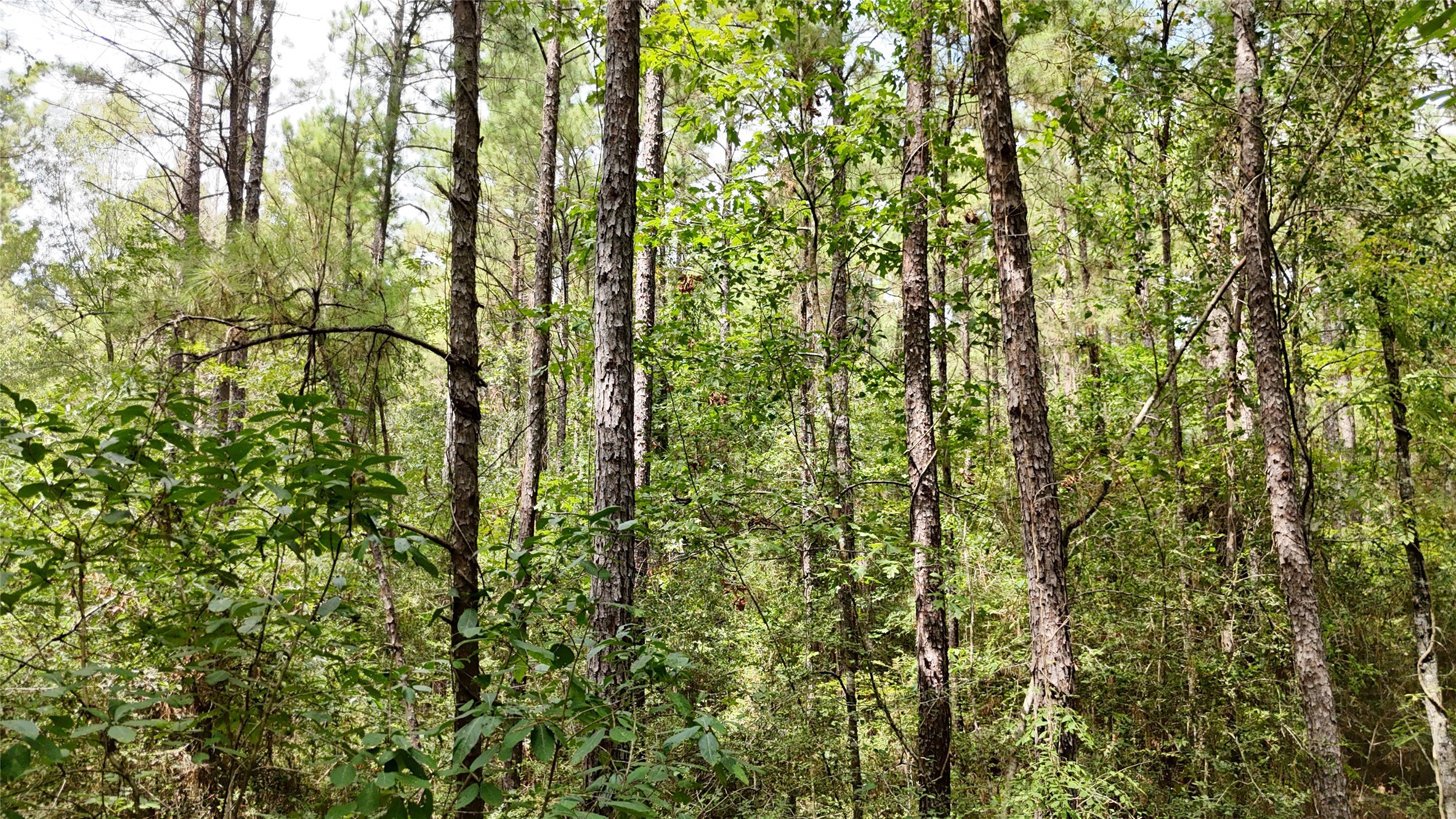 Tbd Douglas Nugent Road Property Photo 21