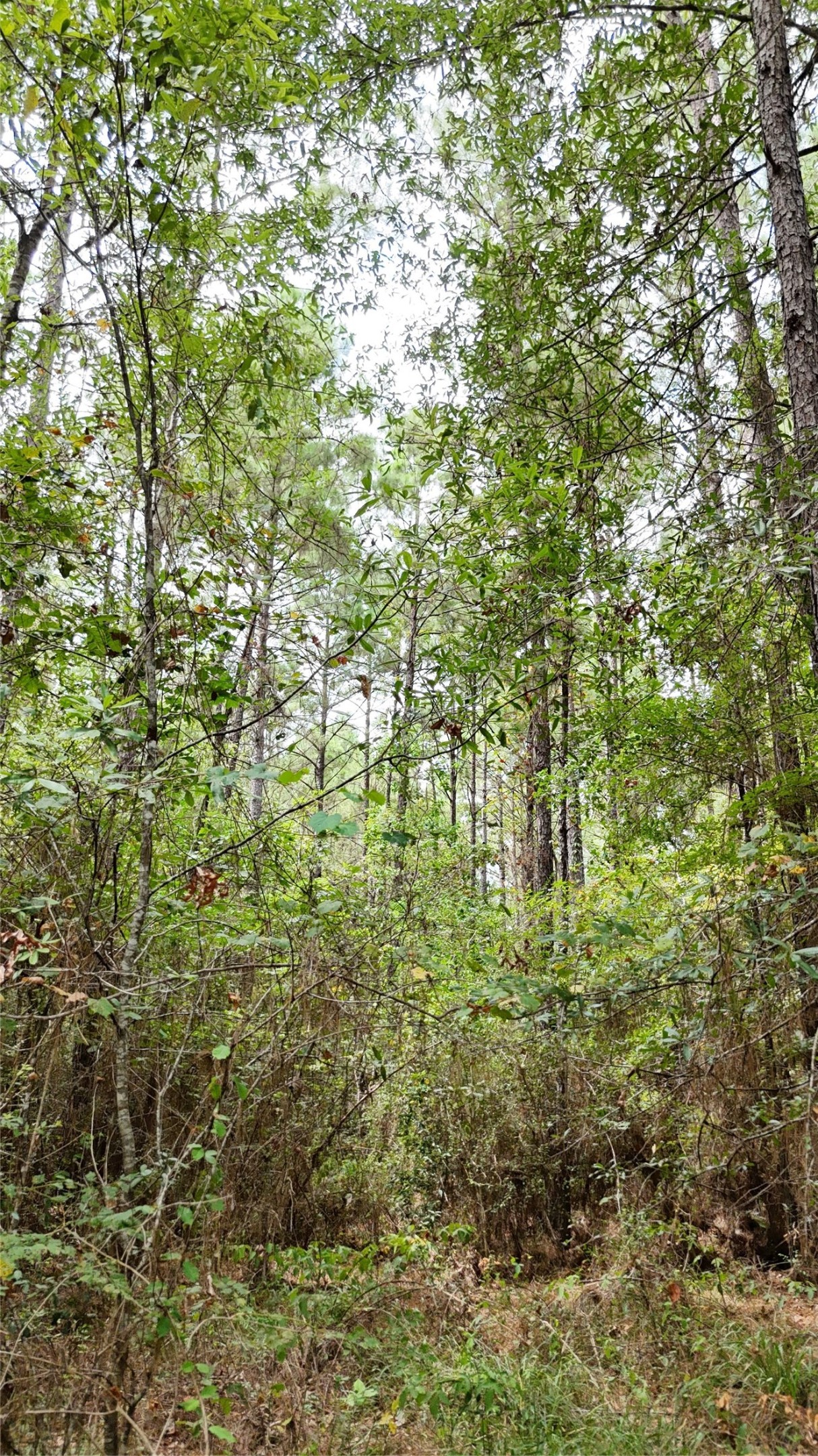 Tbd Douglas Nugent Road Property Photo 23