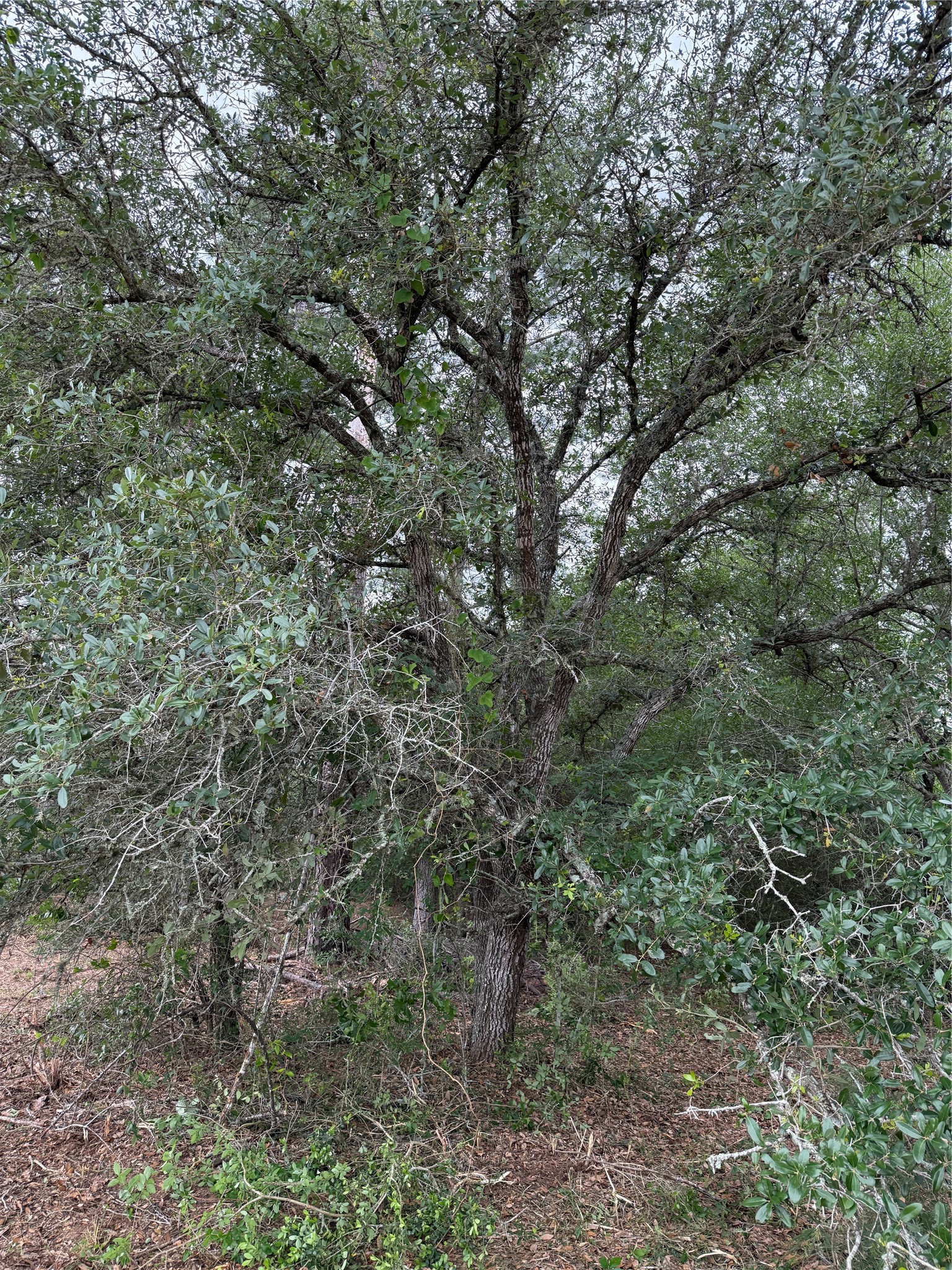 9480 Cedar Creek Lane Property Photo 7