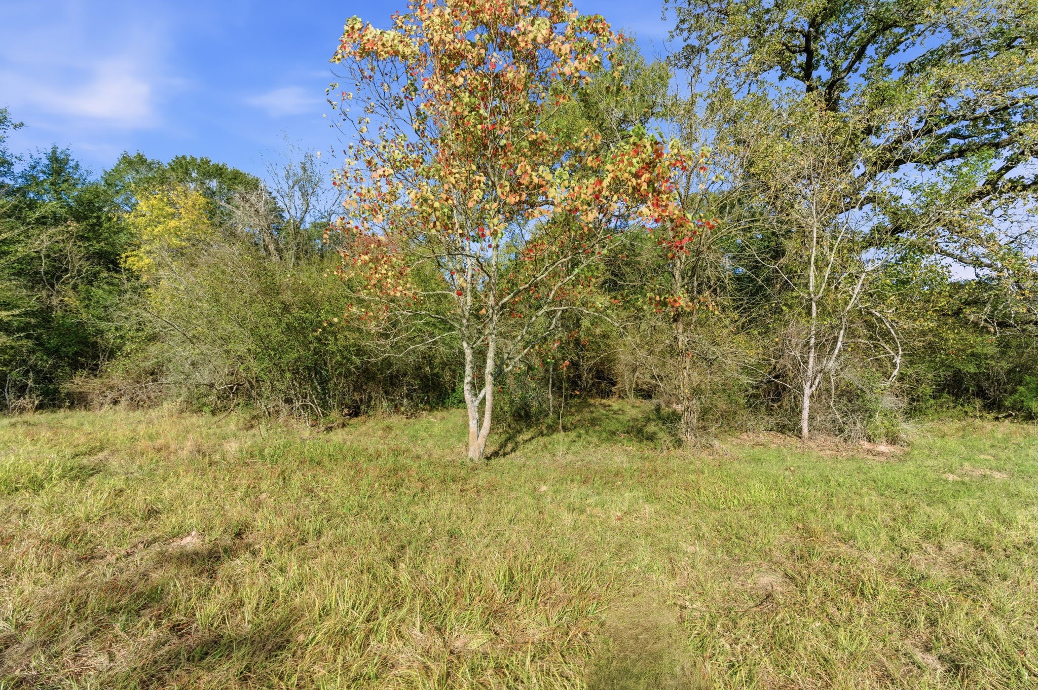 Tbd County Rd 204 Property Photo 8