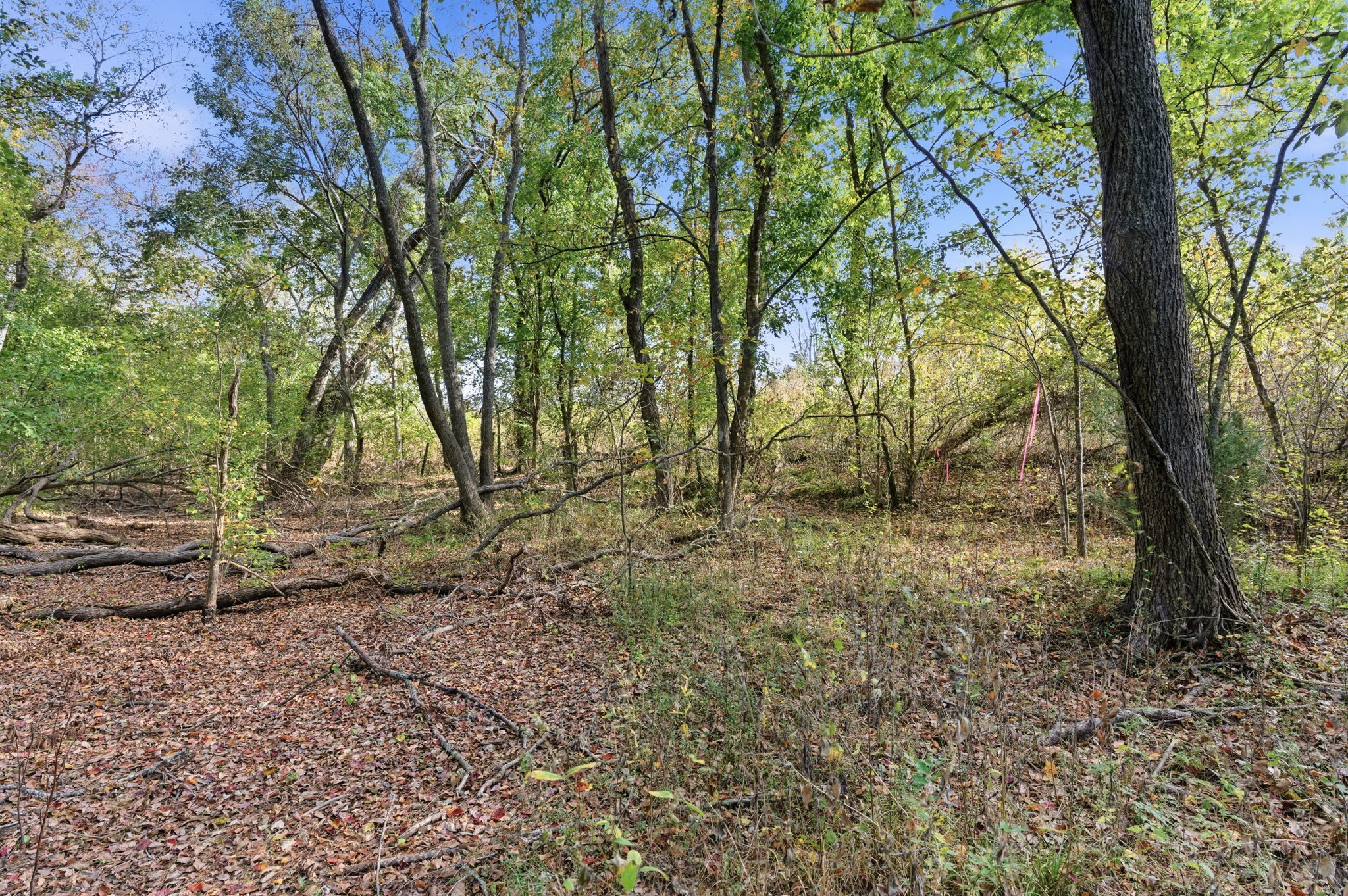 Tbd County Rd 204 Property Photo 9