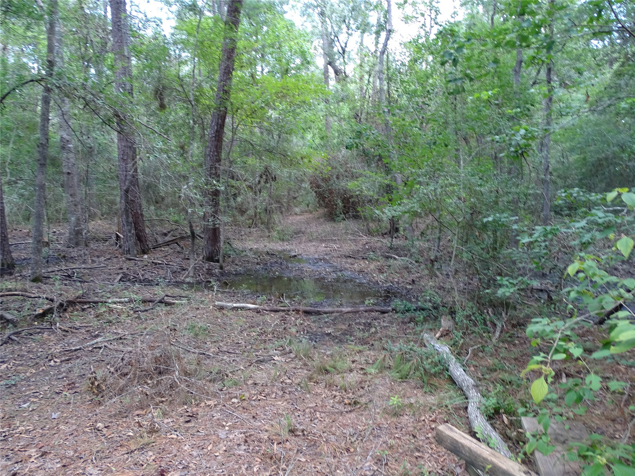 3675 Woodpeckers Grove Property Photo 19