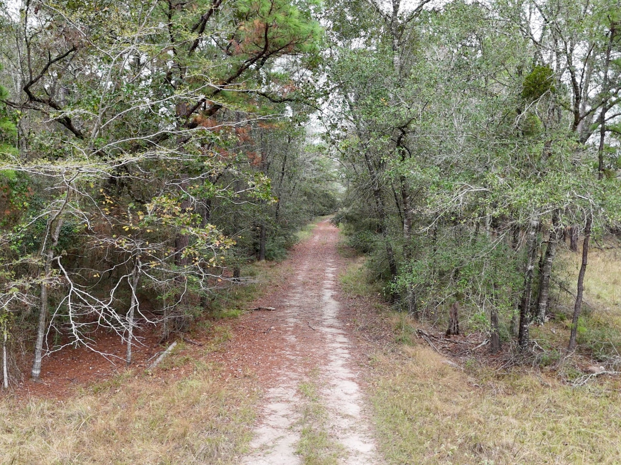 Tbd Tract 1 Percy Howard Road Property Photo 1
