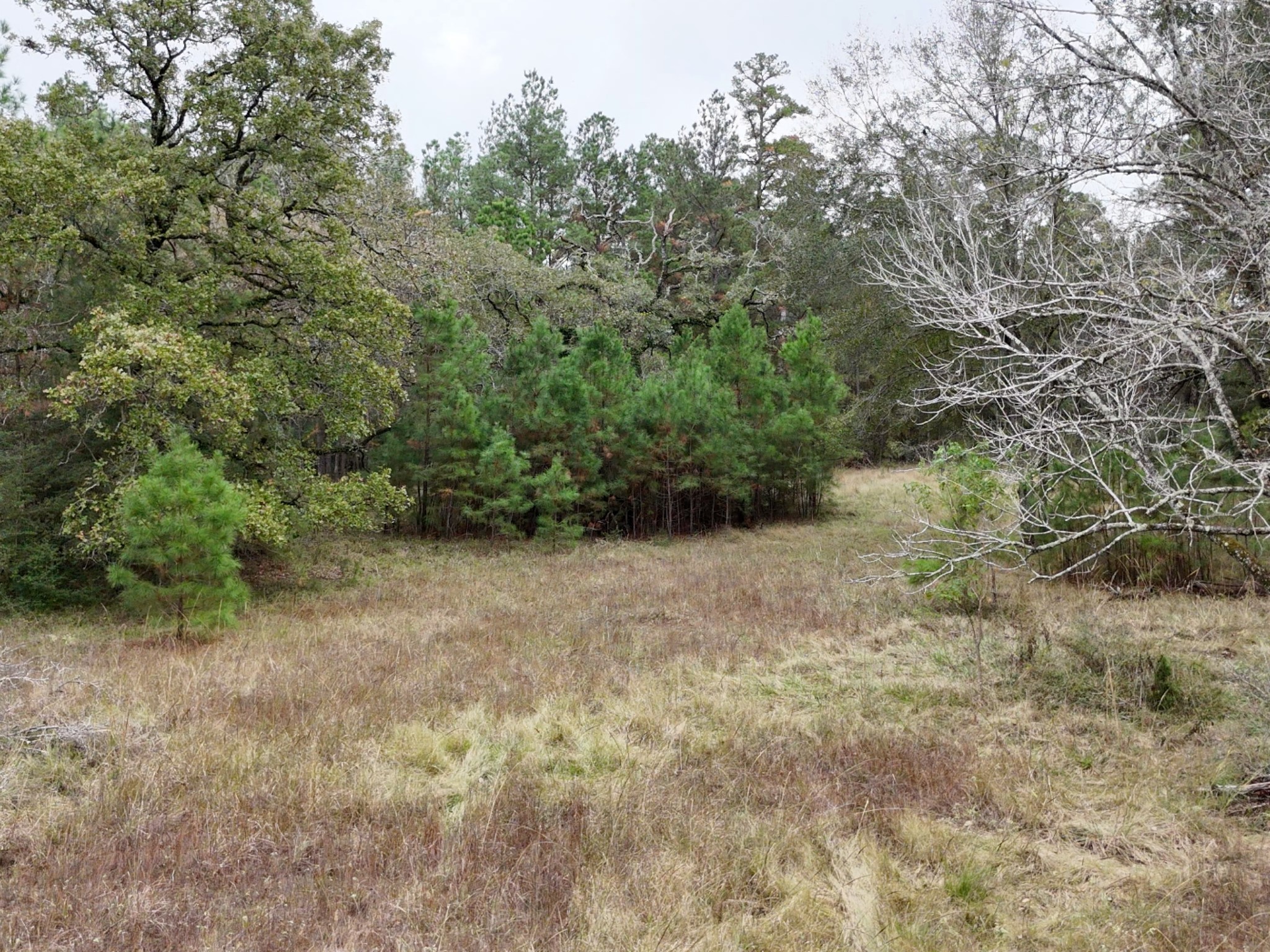 Tbd Tract 1 Percy Howard Road Property Photo 2