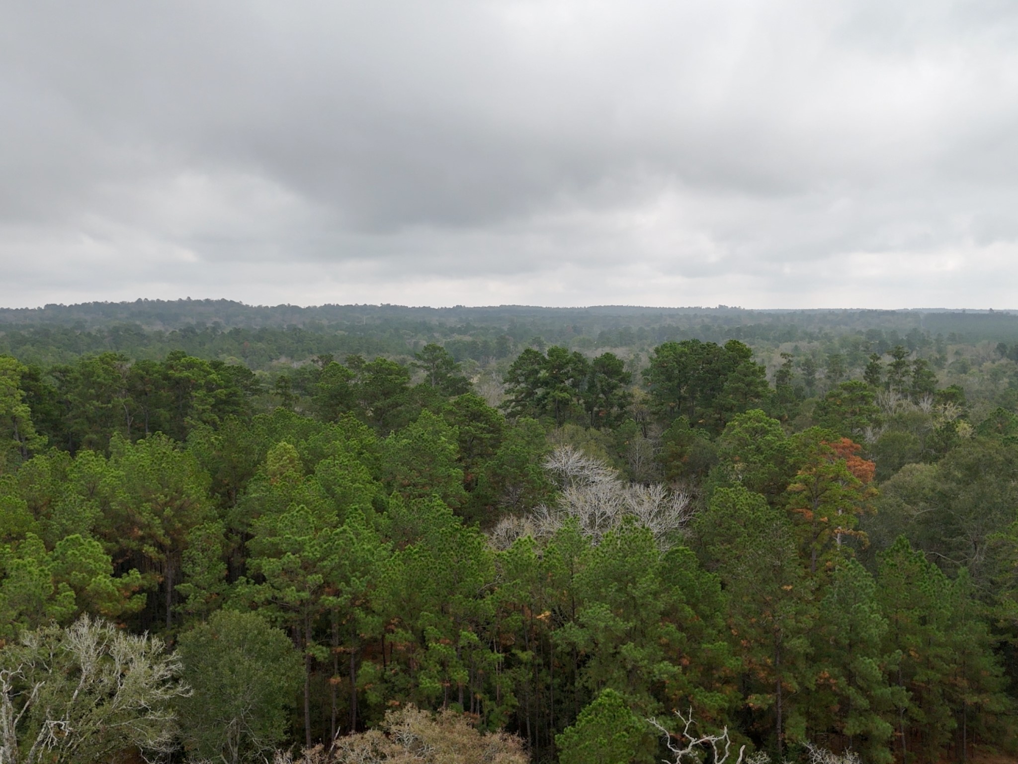 Tbd Tract 1 Percy Howard Road Property Photo 3