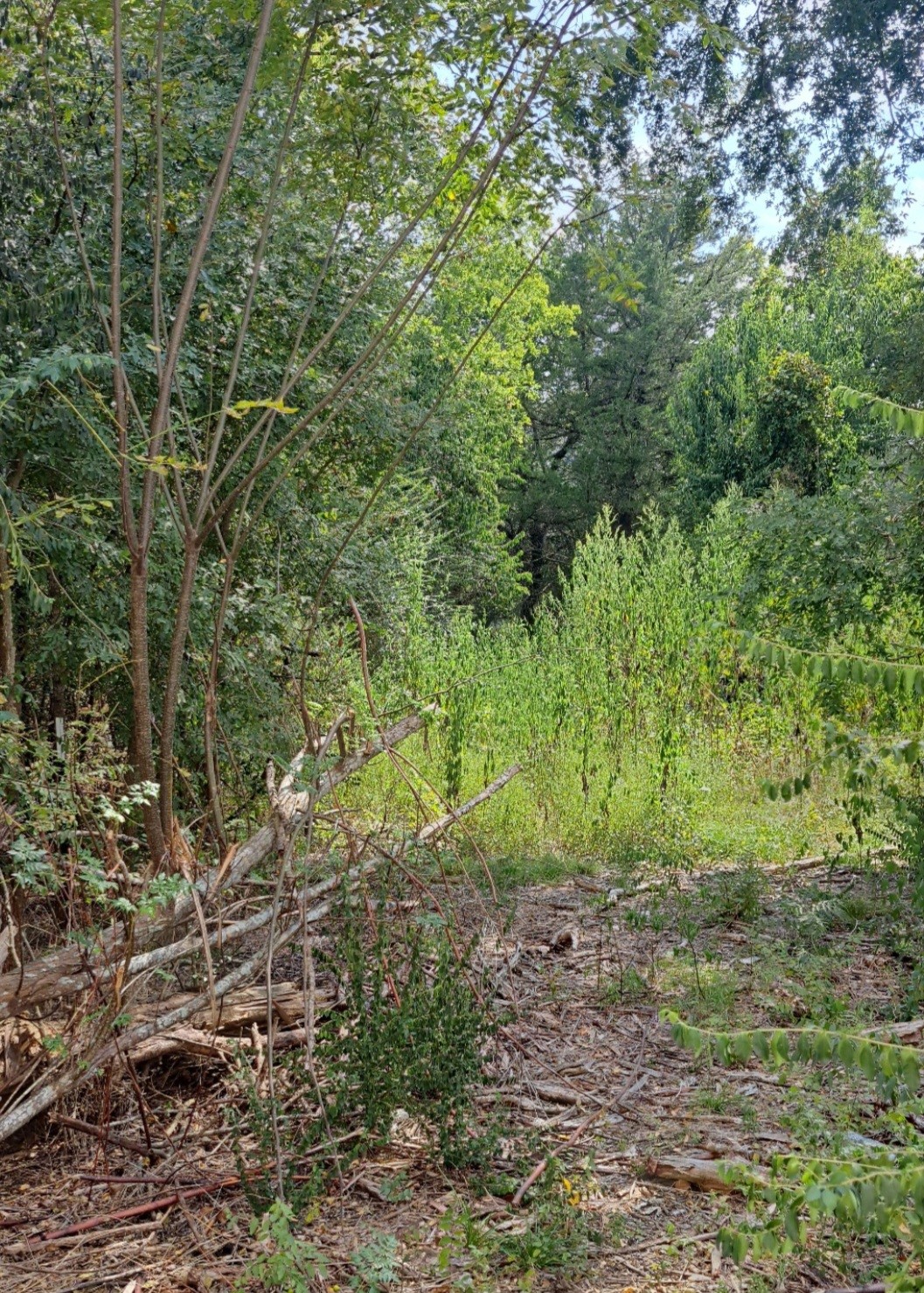 838 Fm 1489 Road Property Photo 6