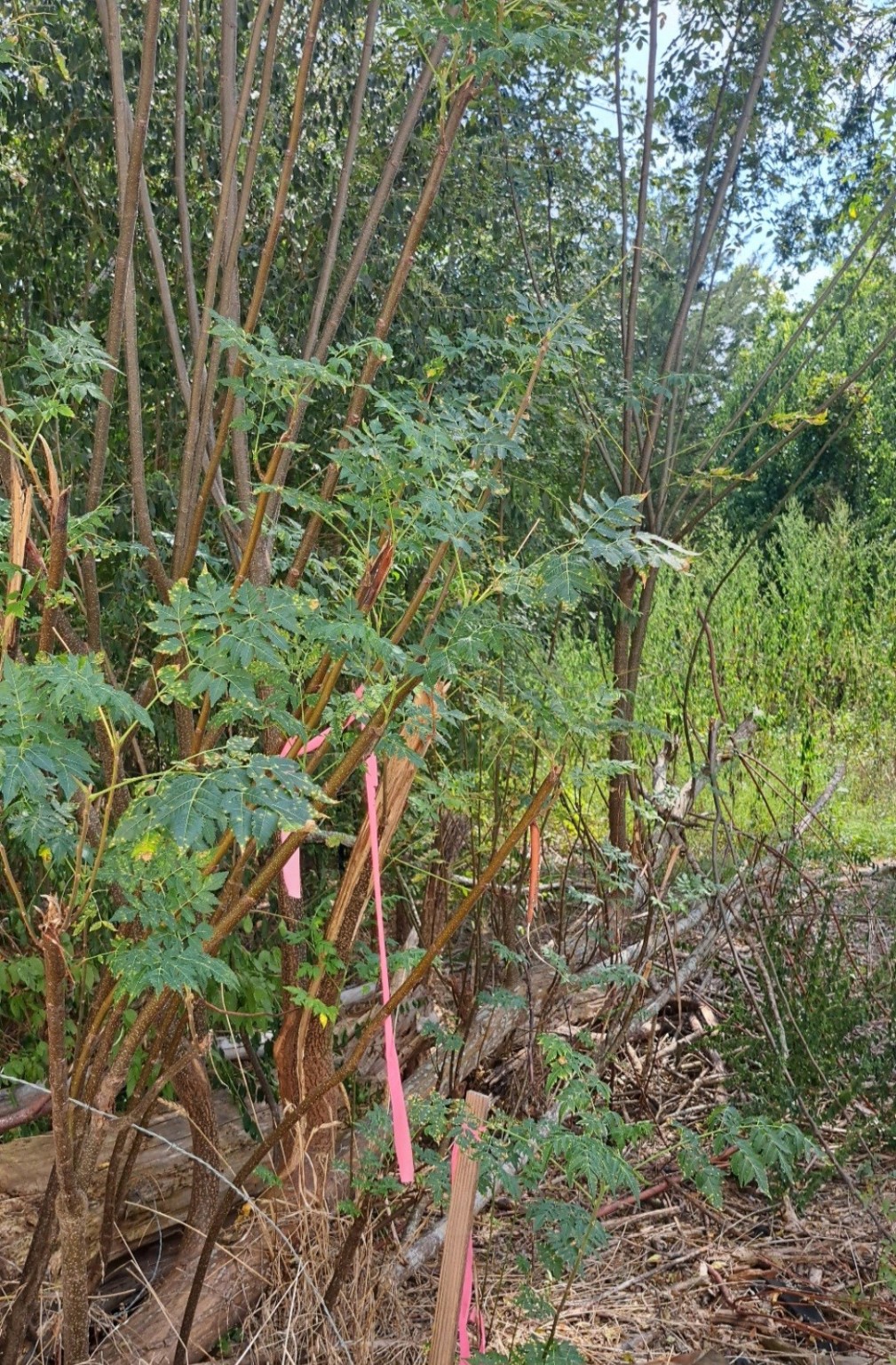 838 Fm 1489 Road Property Photo 8