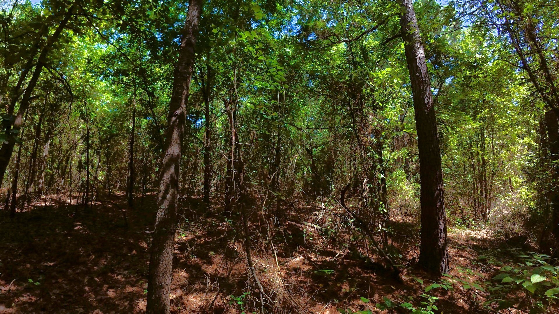 Tbd 40 Cr 4244 Property Photo 15