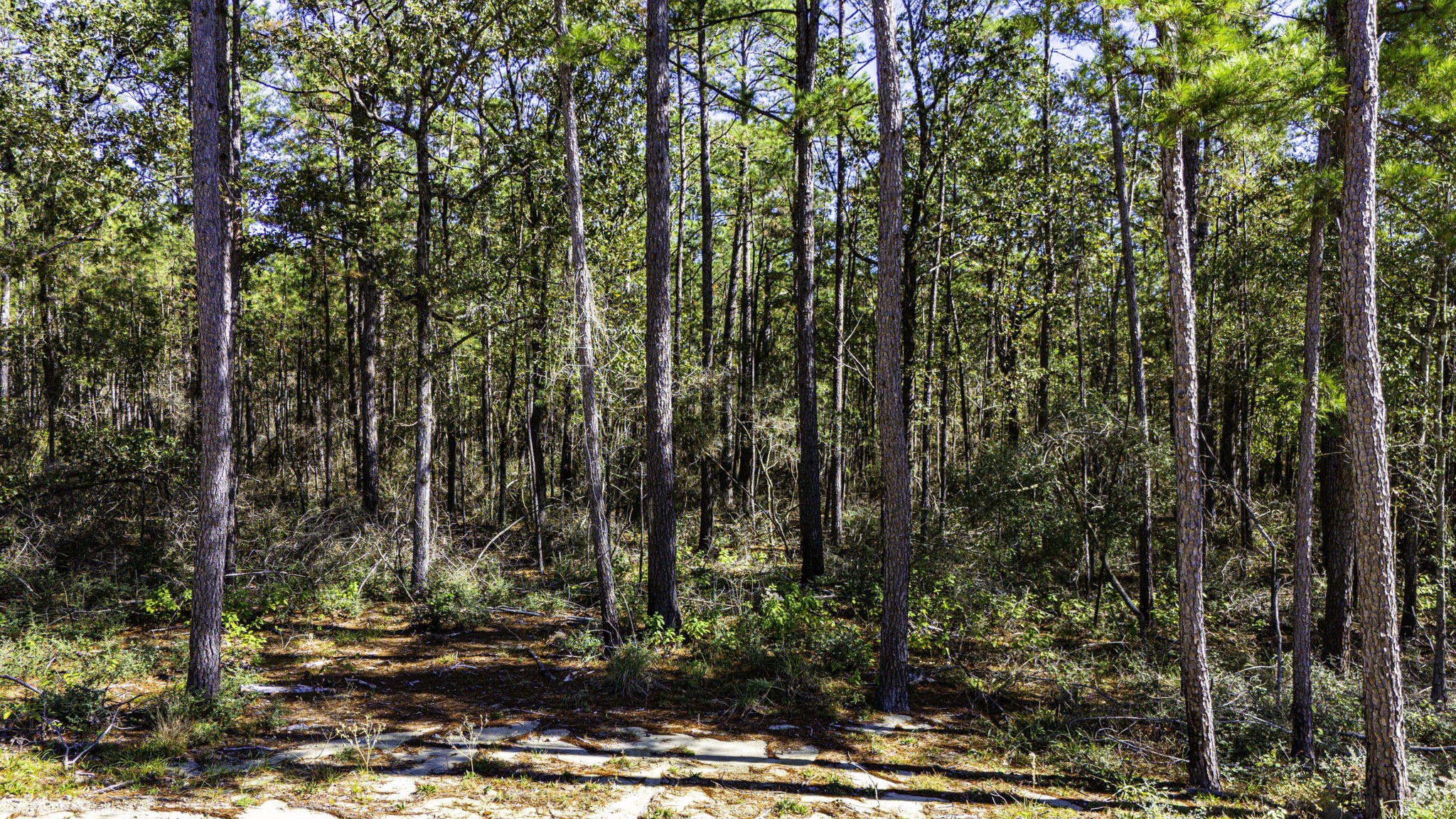 032 King Ranch Road S Property Photo 10