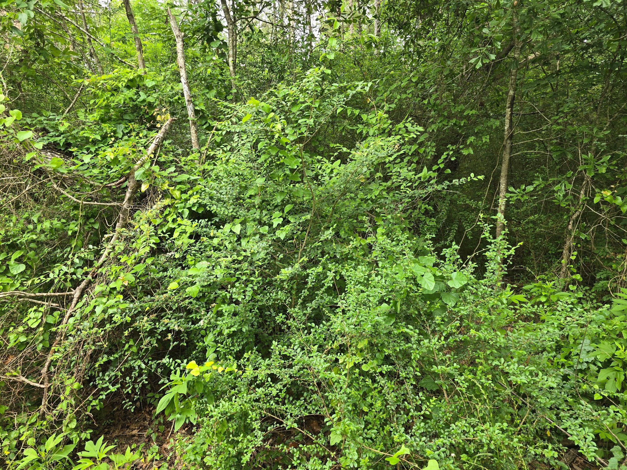 00 Joyner Road Property Photo 3