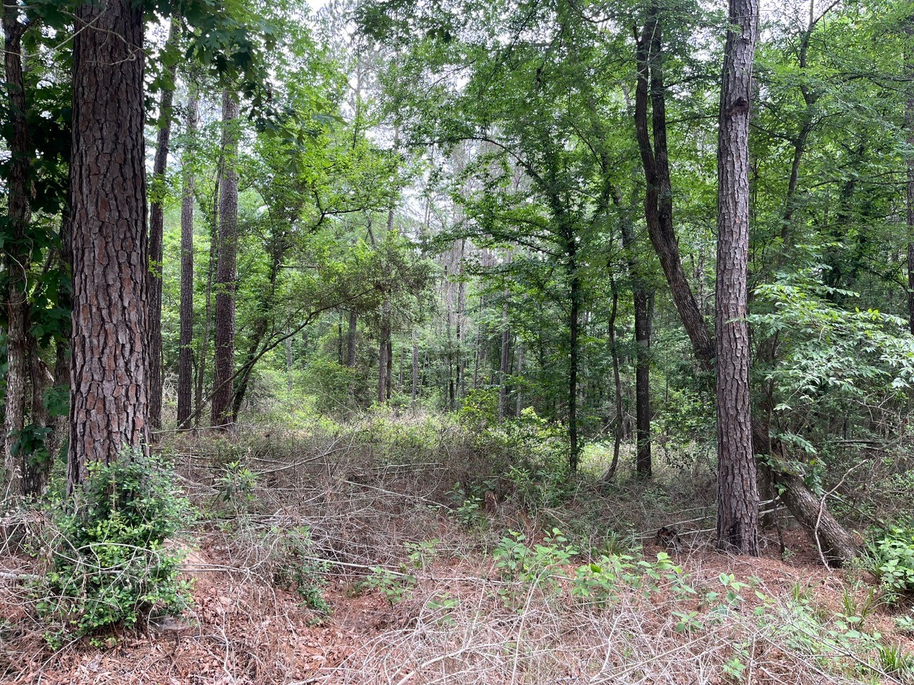 11544 Inspiration Drive Property Photo 15